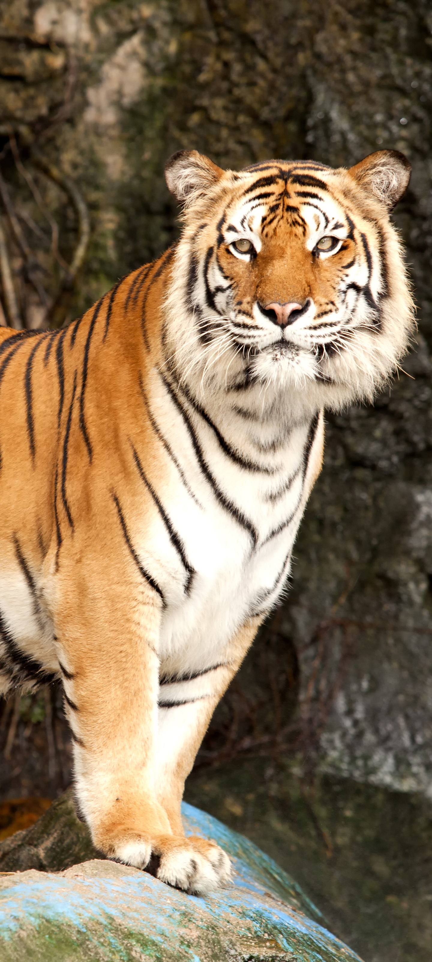 Download mobile wallpaper Cats, Animal, Tiger for free.