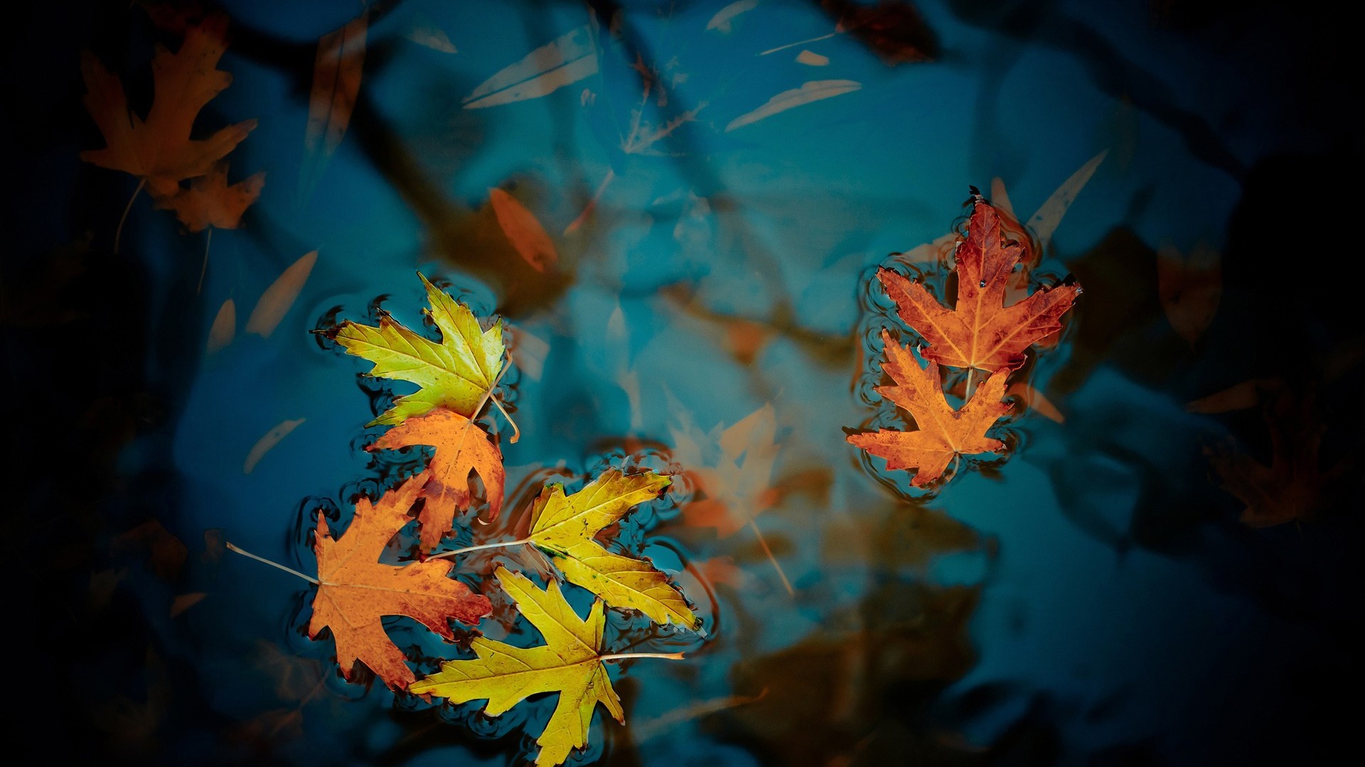 Free download wallpaper Nature, Water, Leaf, Earth, Maple Leaf on your PC desktop
