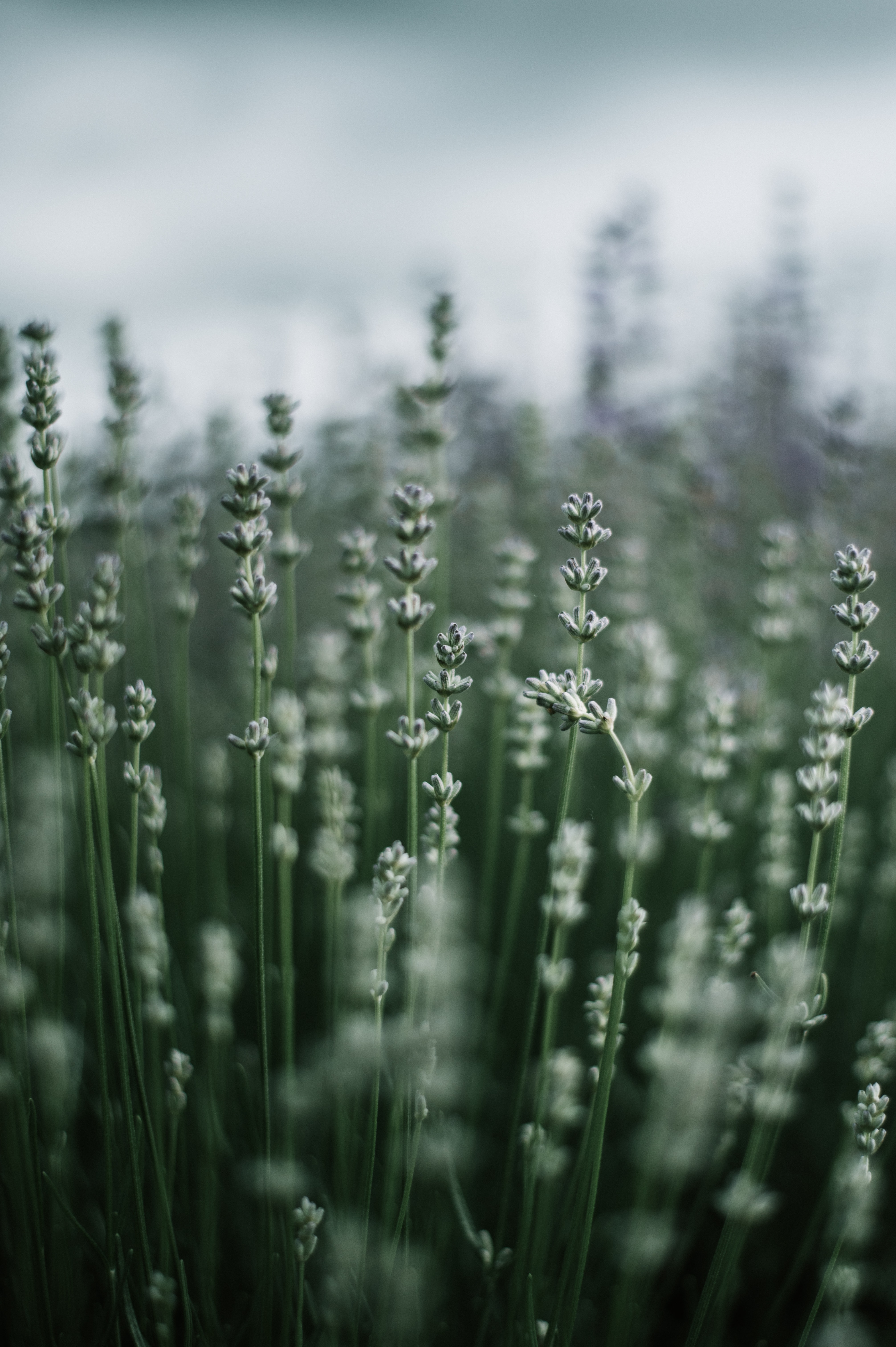 Download mobile wallpaper Macro, Smooth, Grass, Plant, Nature, Blur for free.