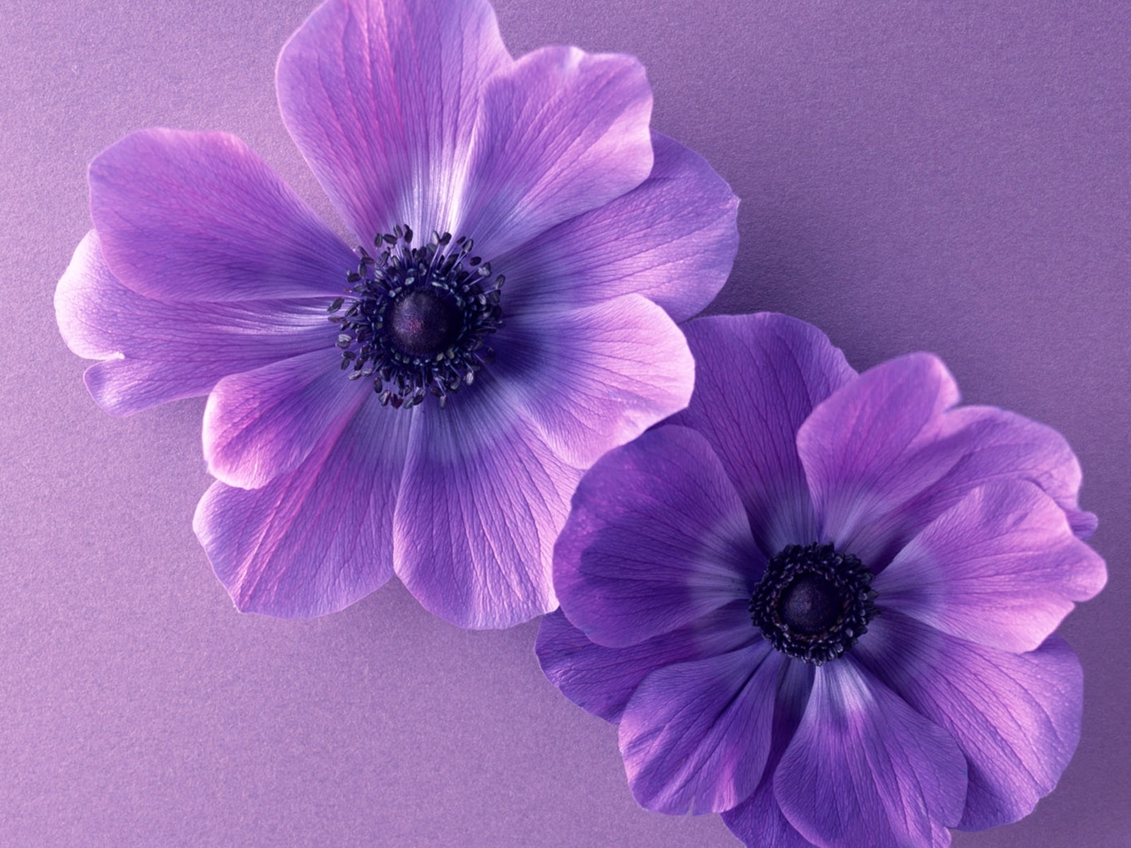 12527 descargar fondo de pantalla violeta, plantas, flores: protectores de pantalla e imágenes gratis