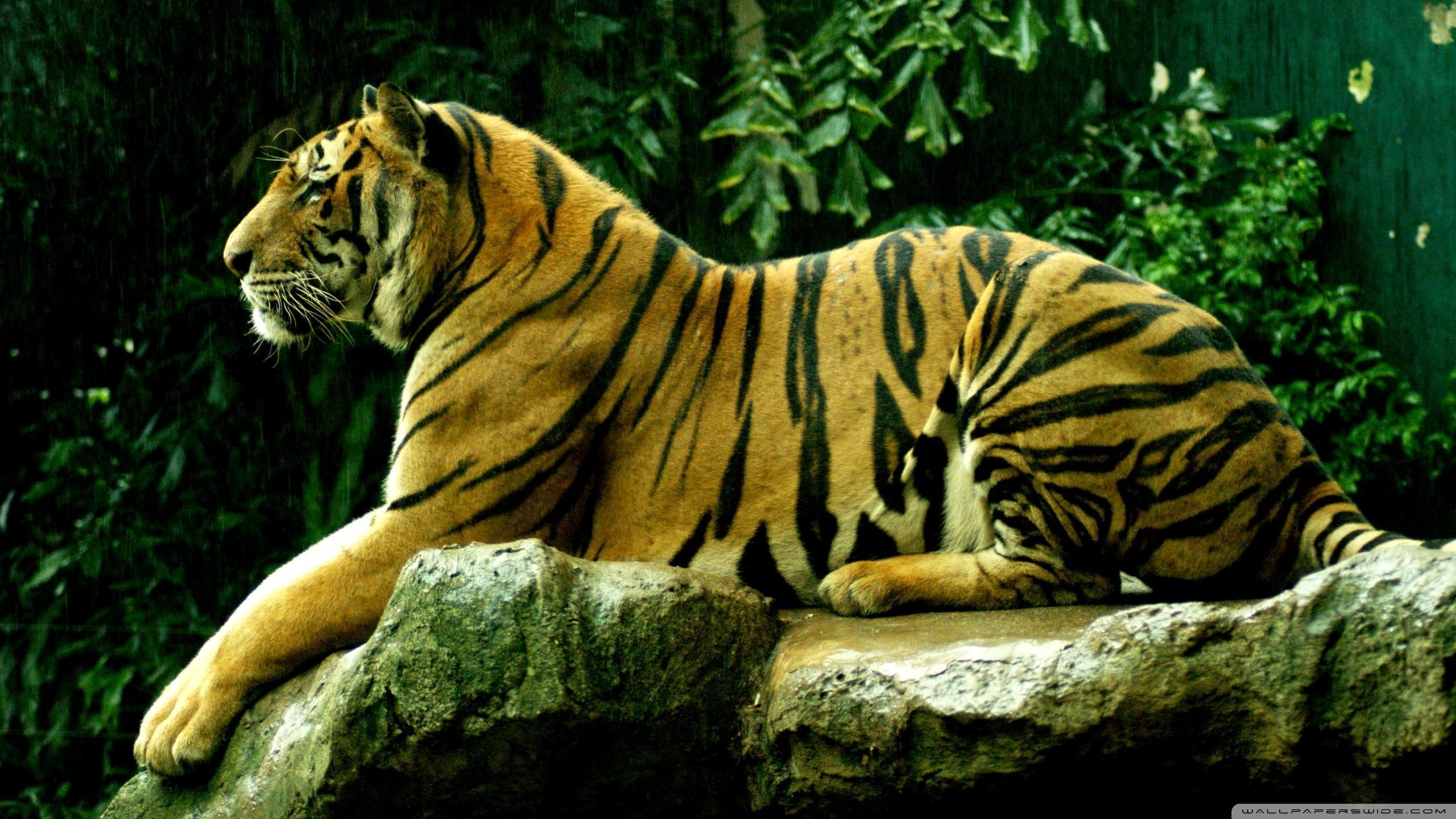 Download mobile wallpaper Tiger, Animal for free.