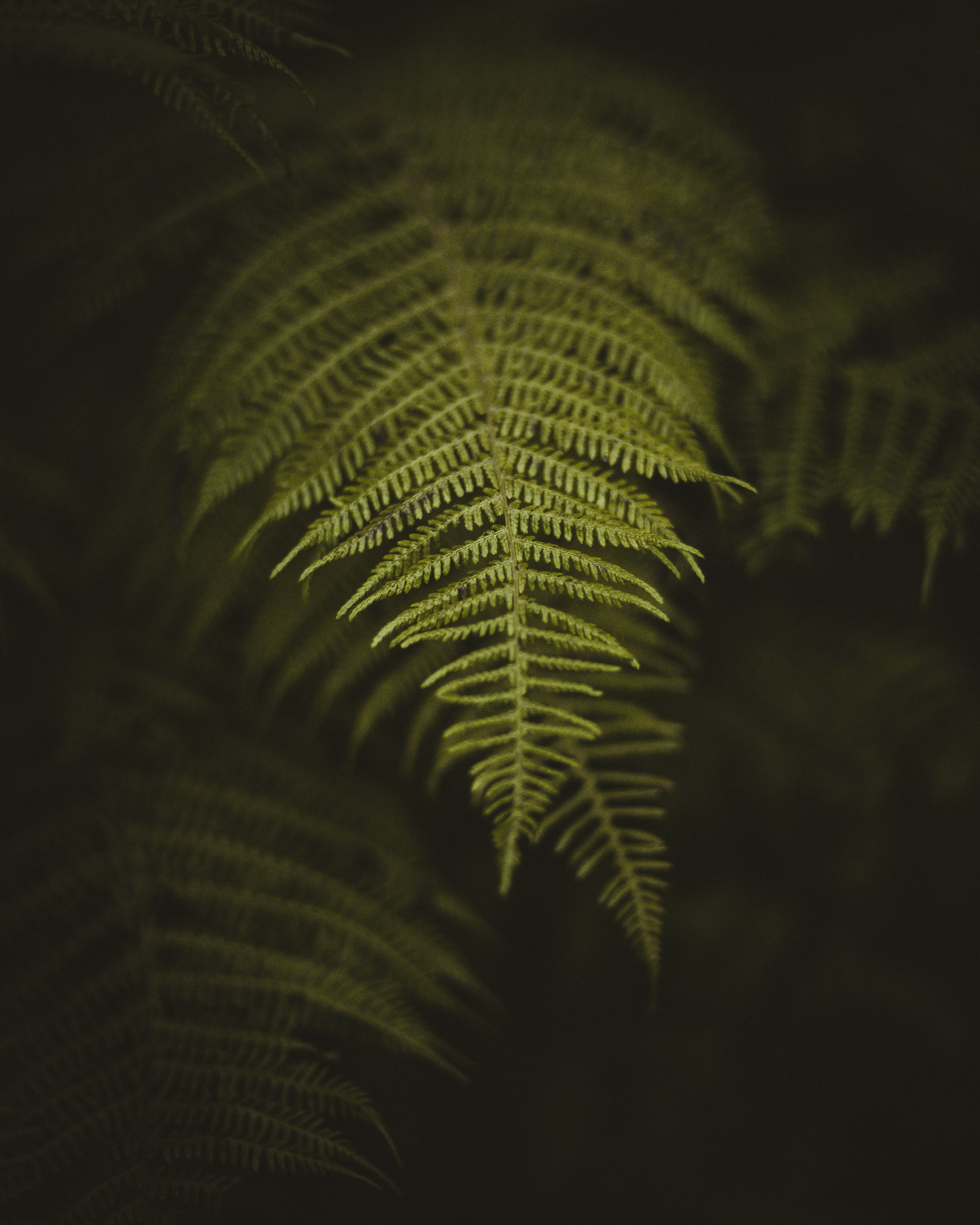 sheet, fern, nature, macro, leaf Full HD