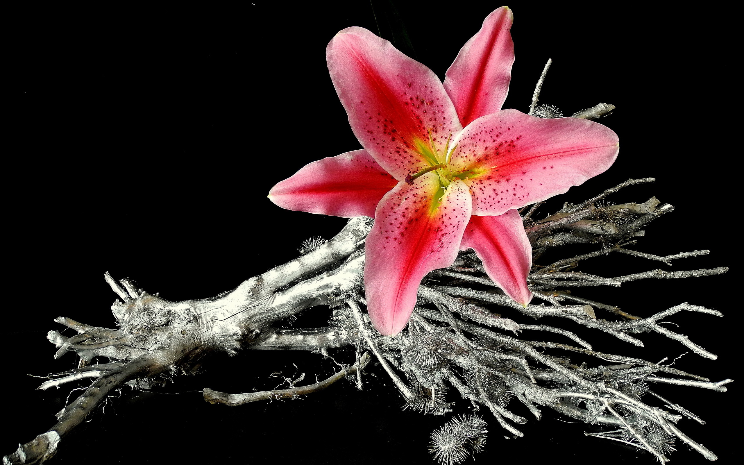 Laden Sie das Blumen, Blume, Lilie, Erde/natur-Bild kostenlos auf Ihren PC-Desktop herunter