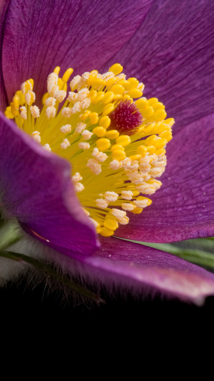 Descarga gratuita de fondo de pantalla para móvil de Flores, Flor, Tierra/naturaleza.