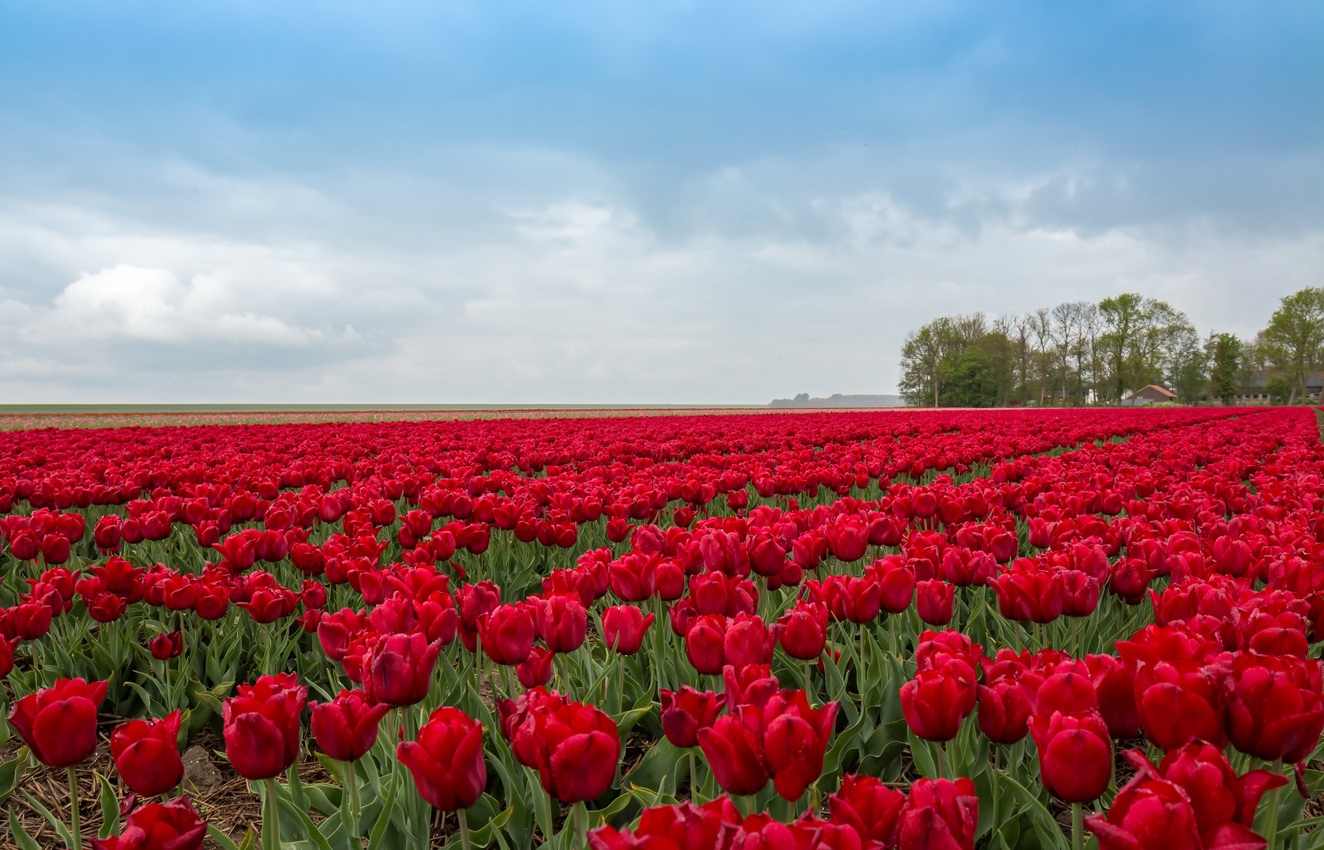 Download mobile wallpaper Nature, Flowers, Flower, Earth, Field, Tulip, Red Flower for free.