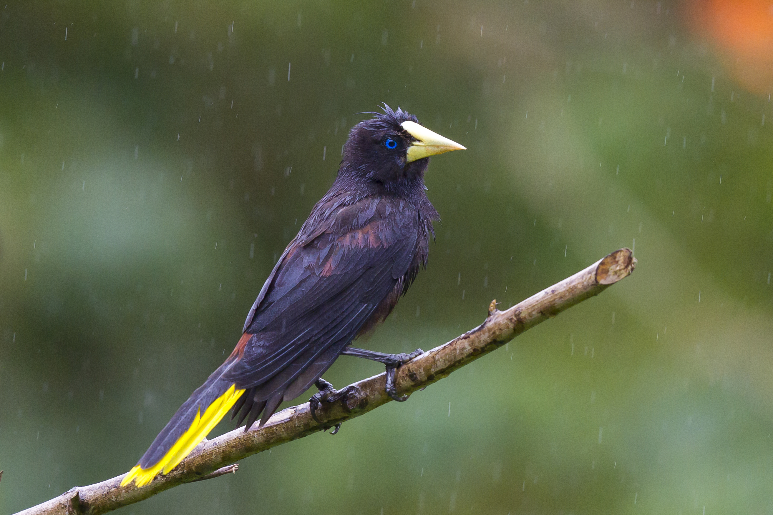 Laden Sie das Tiere, Vögel, Regen, Vogel, Ast, Maisvogel, Crested Oropendola-Bild kostenlos auf Ihren PC-Desktop herunter