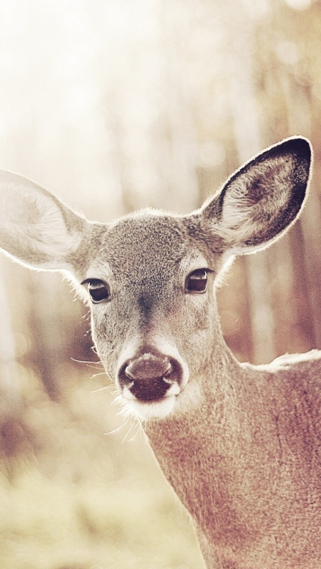 Download mobile wallpaper Animal, Deer for free.