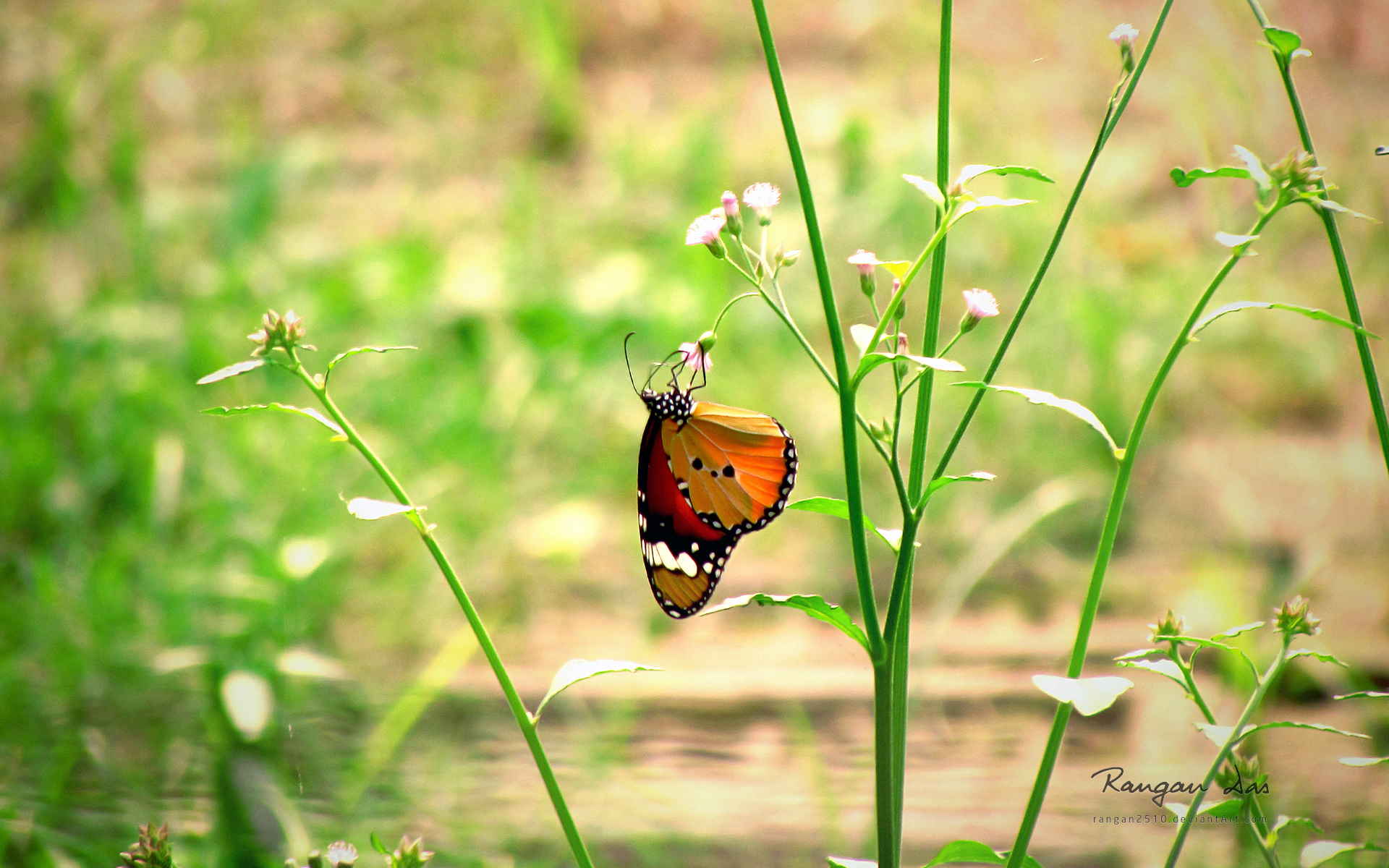 Download mobile wallpaper Butterfly, Animal for free.