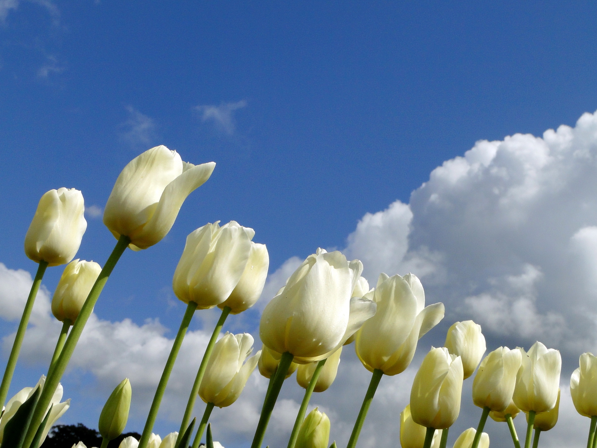 Download mobile wallpaper Clouds, Sky, Flowers, Spring, Tulips for free.