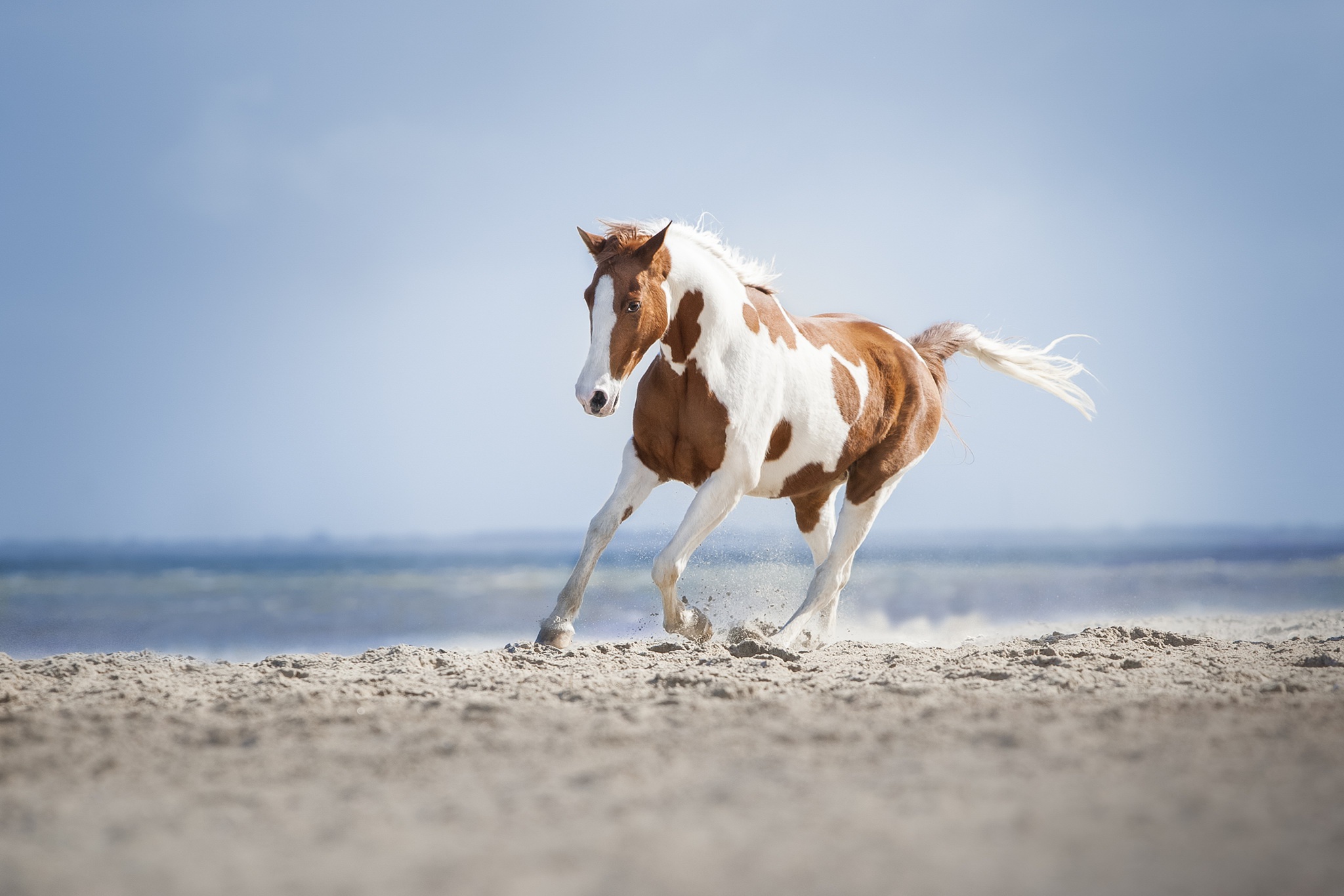 Free download wallpaper Sand, Animal, Horse, Foal, Baby Animal, Depth Of Field on your PC desktop