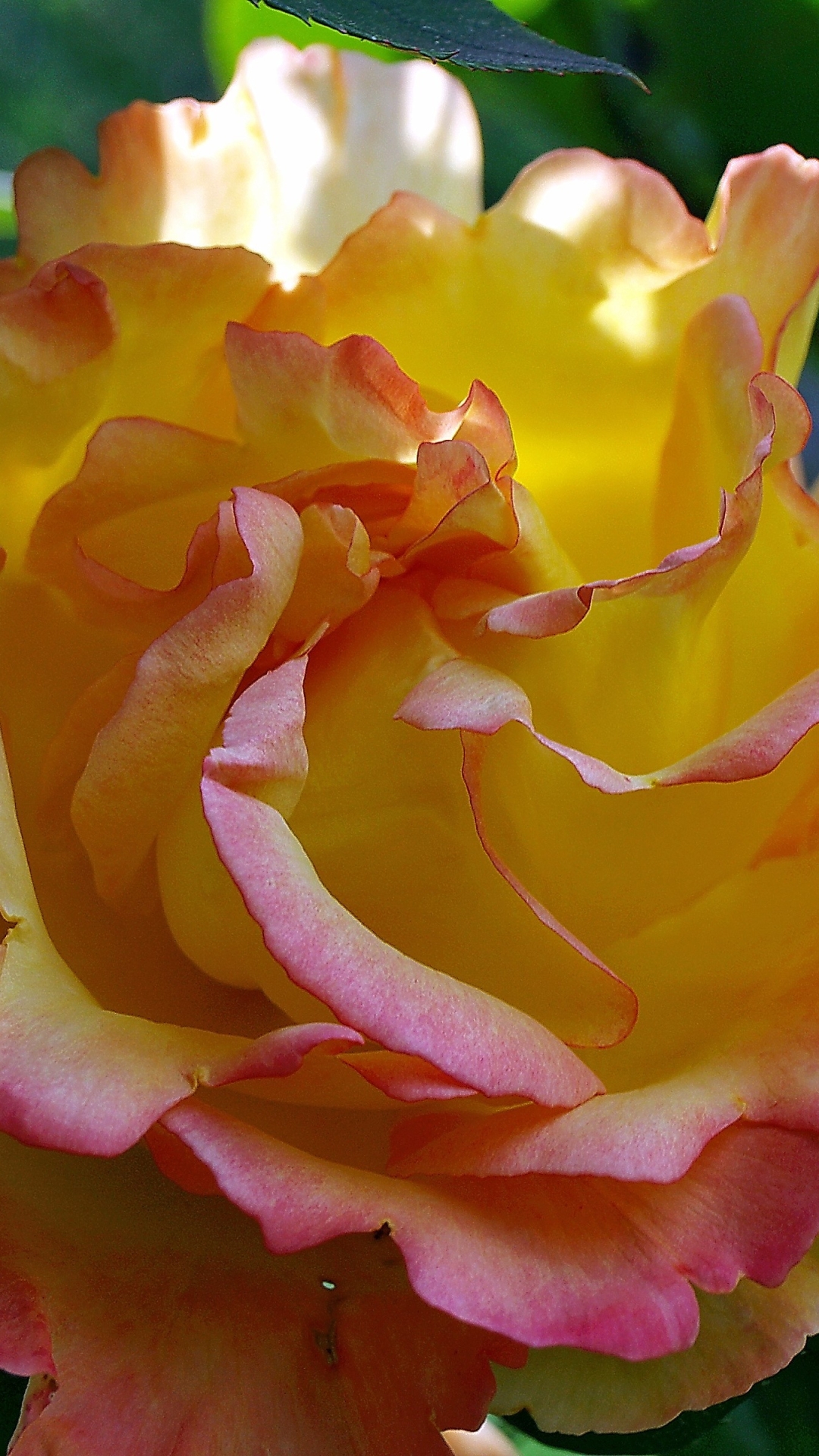 Download mobile wallpaper Flowers, Flower, Rose, Close Up, Earth, Petal, Yellow Flower for free.