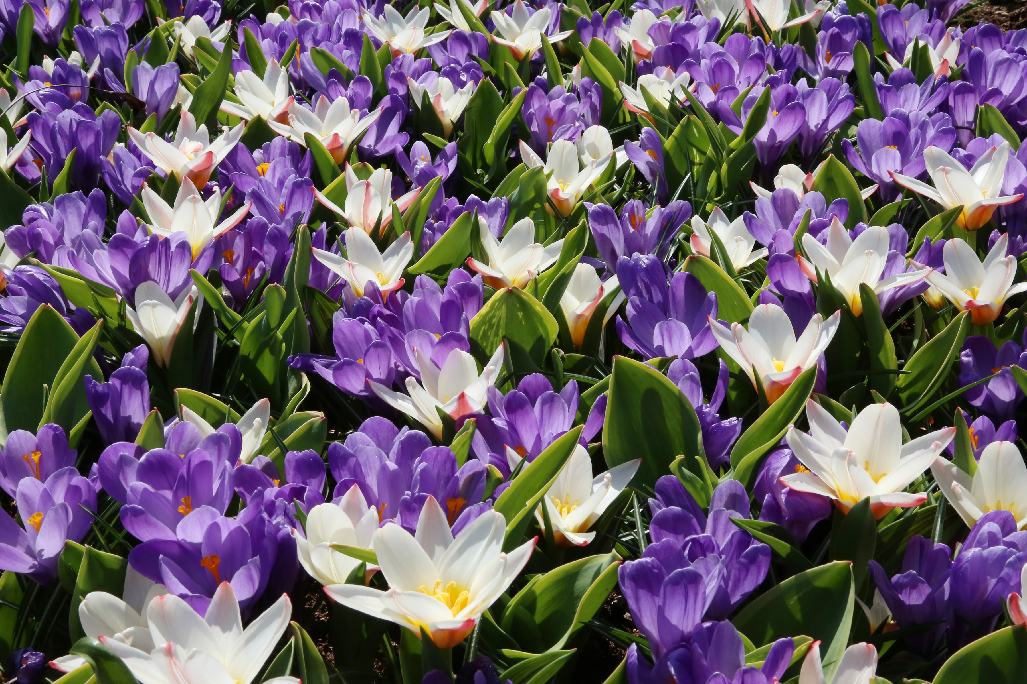 Free download wallpaper Nature, Flowers, Flower, Earth, Crocus, White Flower, Purple Flower on your PC desktop