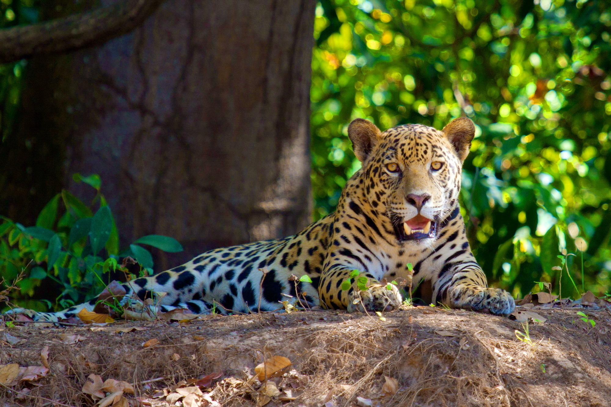 Handy-Wallpaper Tiere, Katzen, Leopard kostenlos herunterladen.