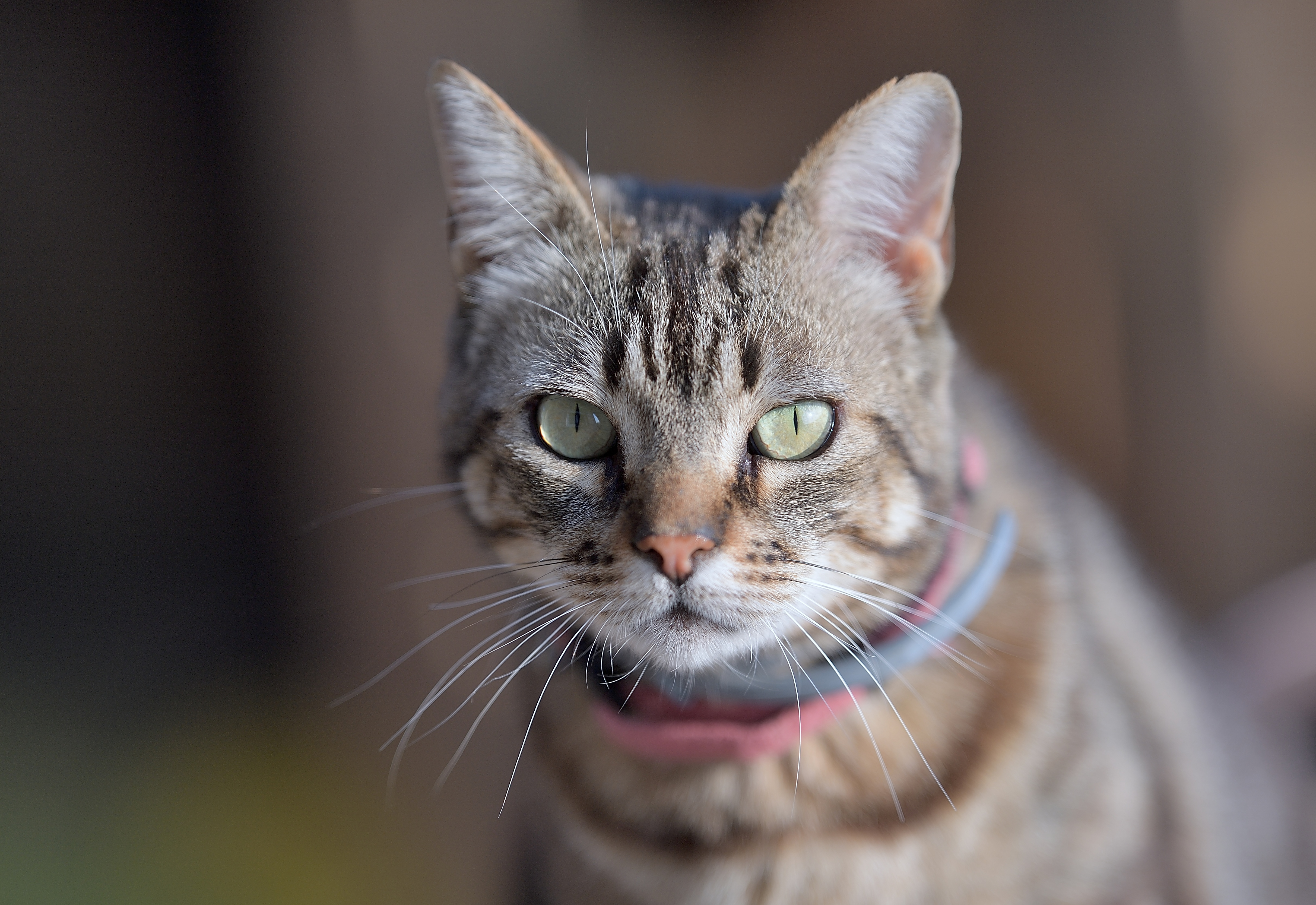 Baixe gratuitamente a imagem Animais, Gatos, Gato na área de trabalho do seu PC