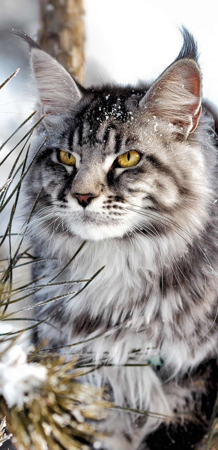 Handy-Wallpaper Tiere, Katzen, Katze kostenlos herunterladen.