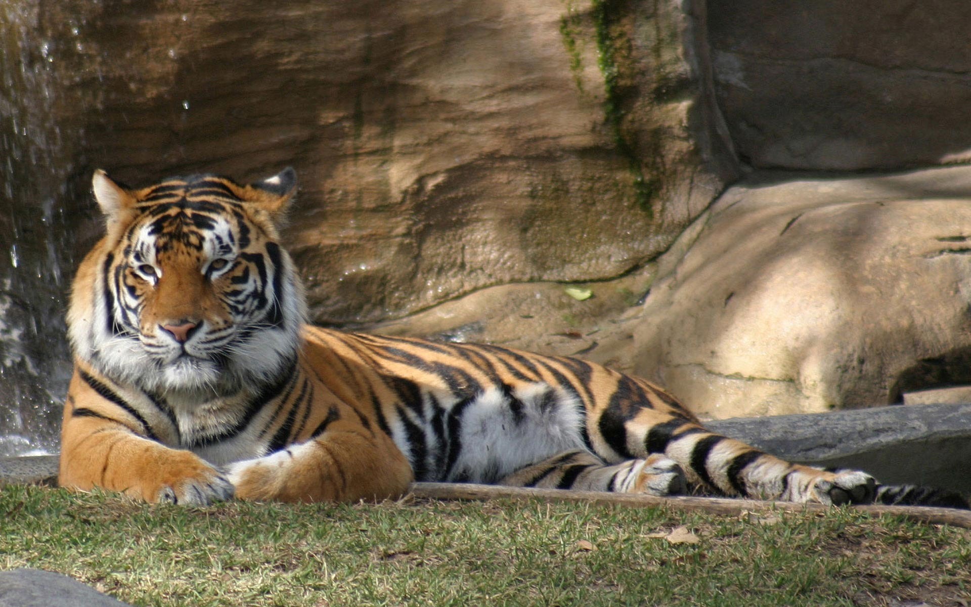 Téléchargez des papiers peints mobile Animaux, Tigre gratuitement.