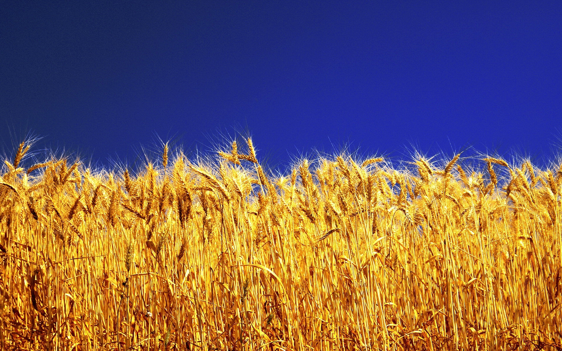 wheat, plants Smartphone Background