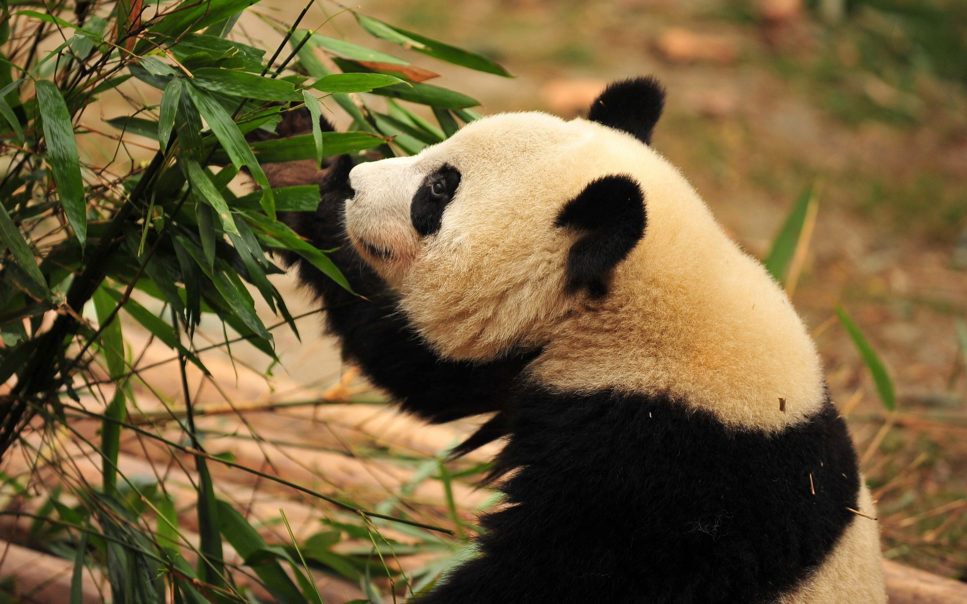 Handy-Wallpaper Tiere, Panda kostenlos herunterladen.