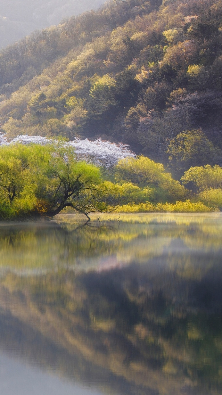 Download mobile wallpaper Nature, Lake, Reflection, Tree, Earth for free.