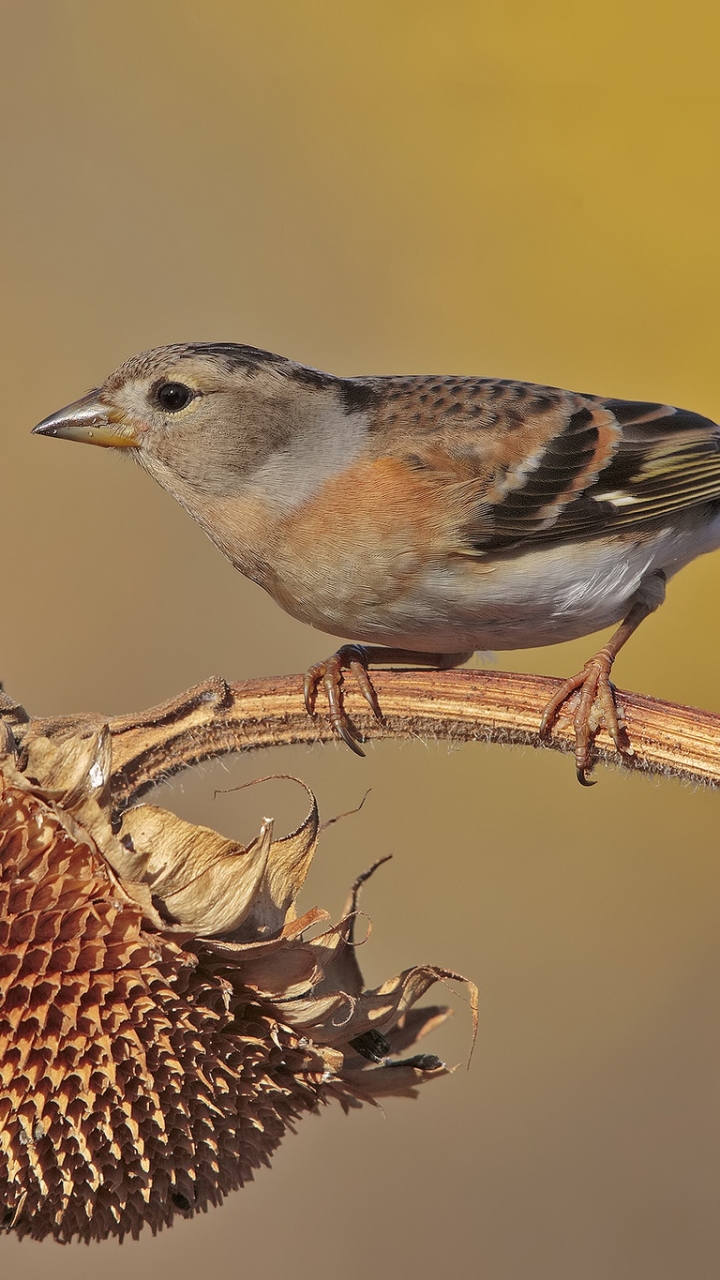 Téléchargez des papiers peints mobile Animaux, Oiseau, Des Oiseaux gratuitement.