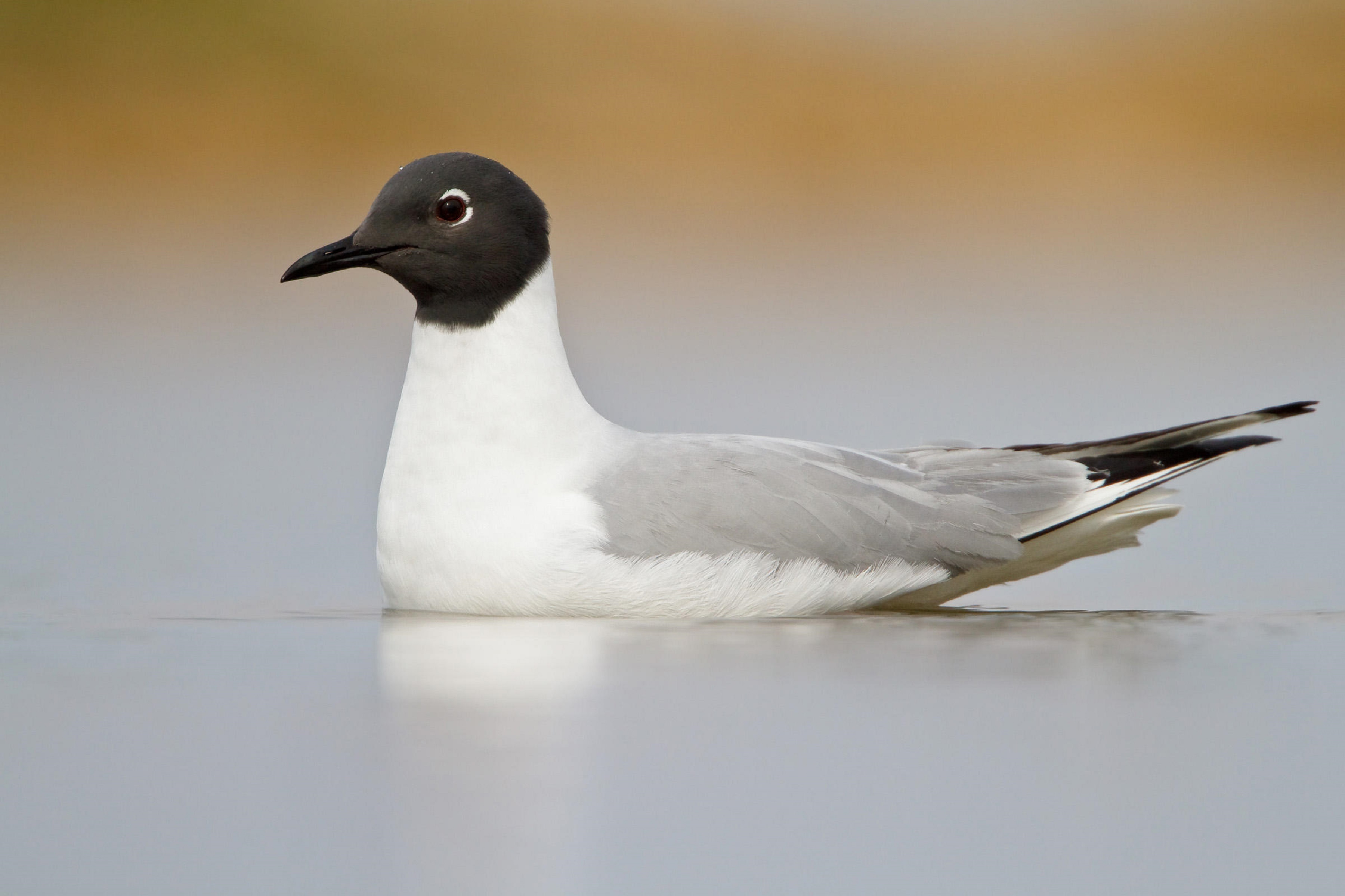 Baixar papel de parede para celular de Gaivota, Aves, Animais gratuito.