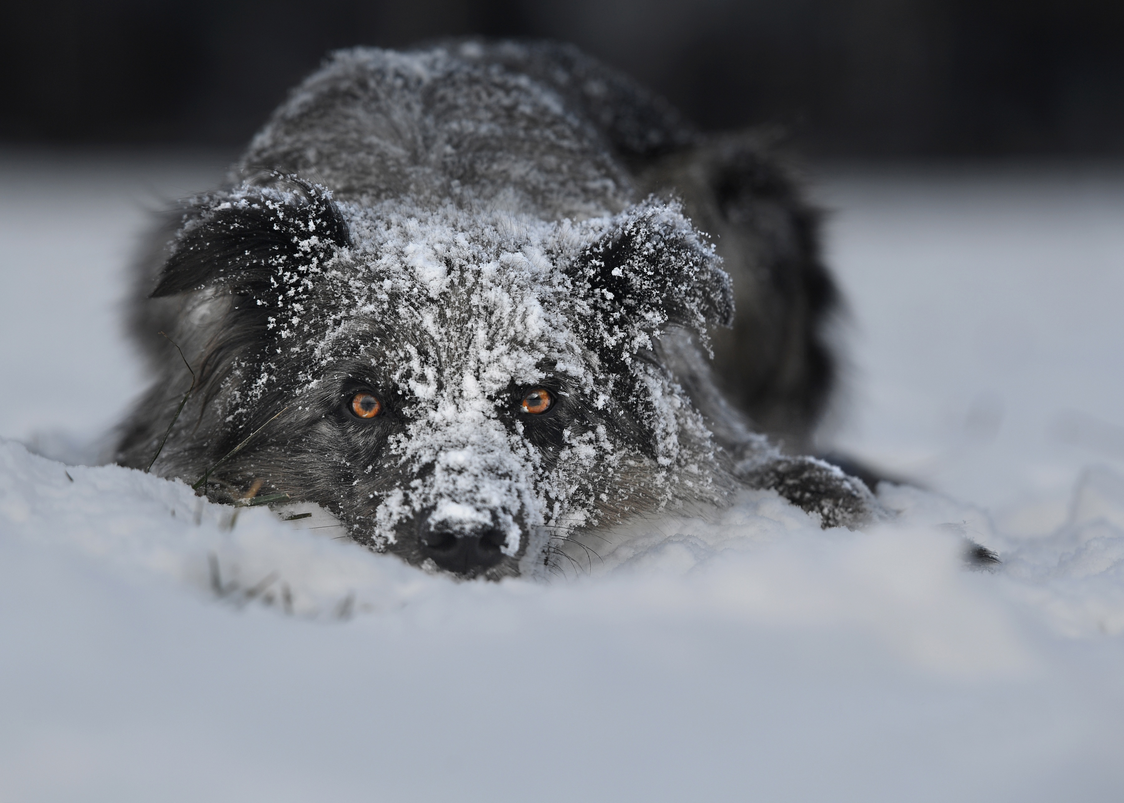 無料モバイル壁紙動物, 冬, 雪, 犬, 見詰めるをダウンロードします。