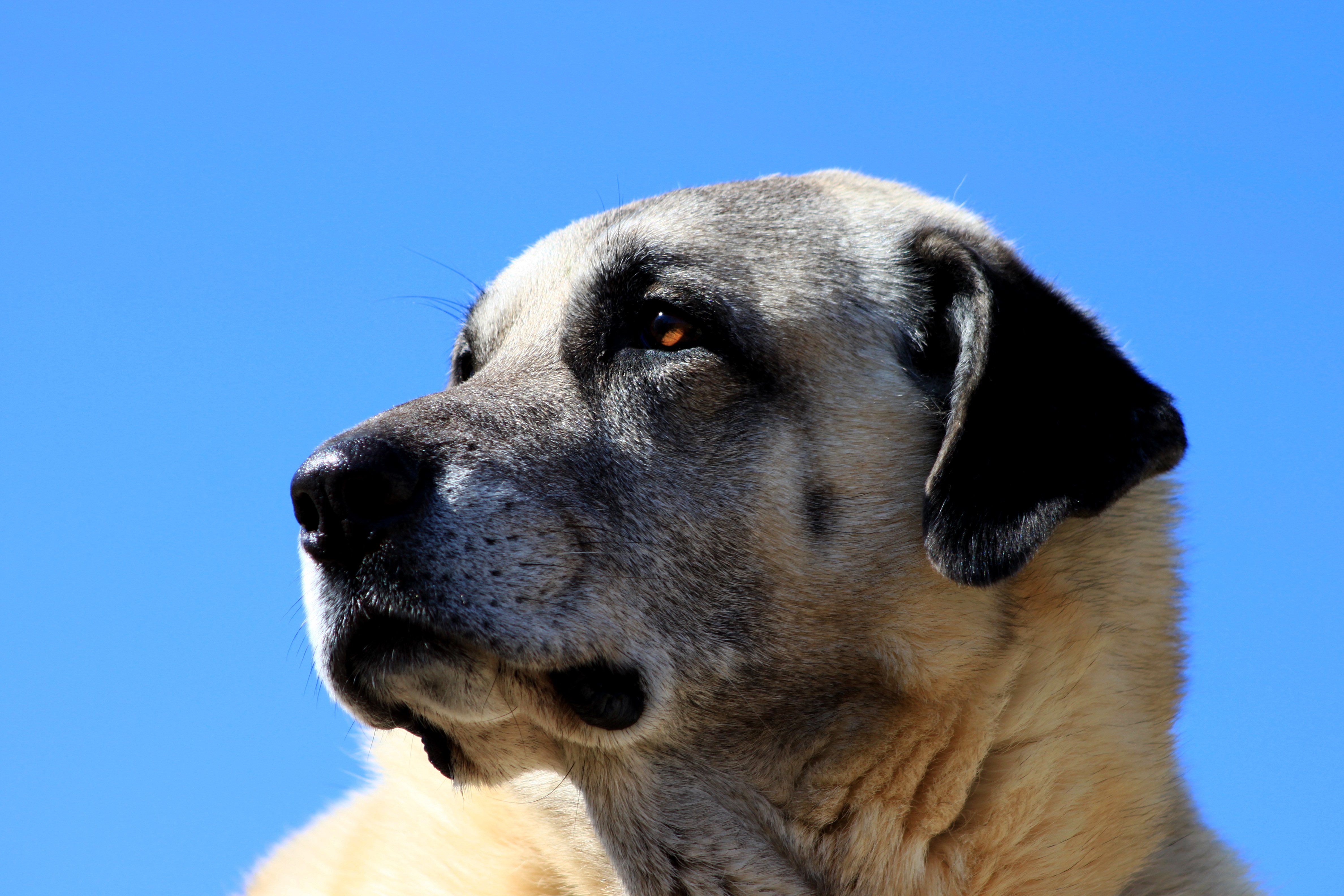 Download mobile wallpaper Muzzle, Kangal, Animals, Dog for free.