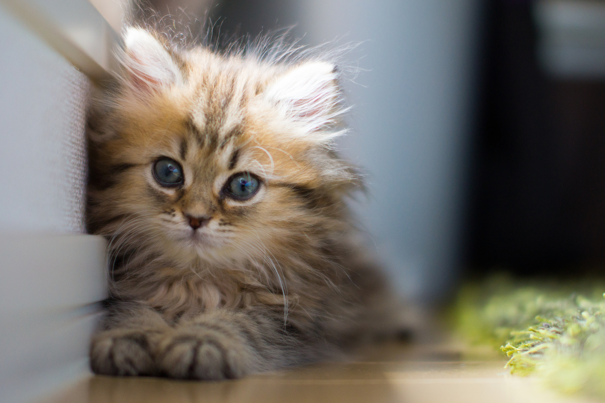 無料モバイル壁紙子猫, ネコ, 猫, 動物をダウンロードします。