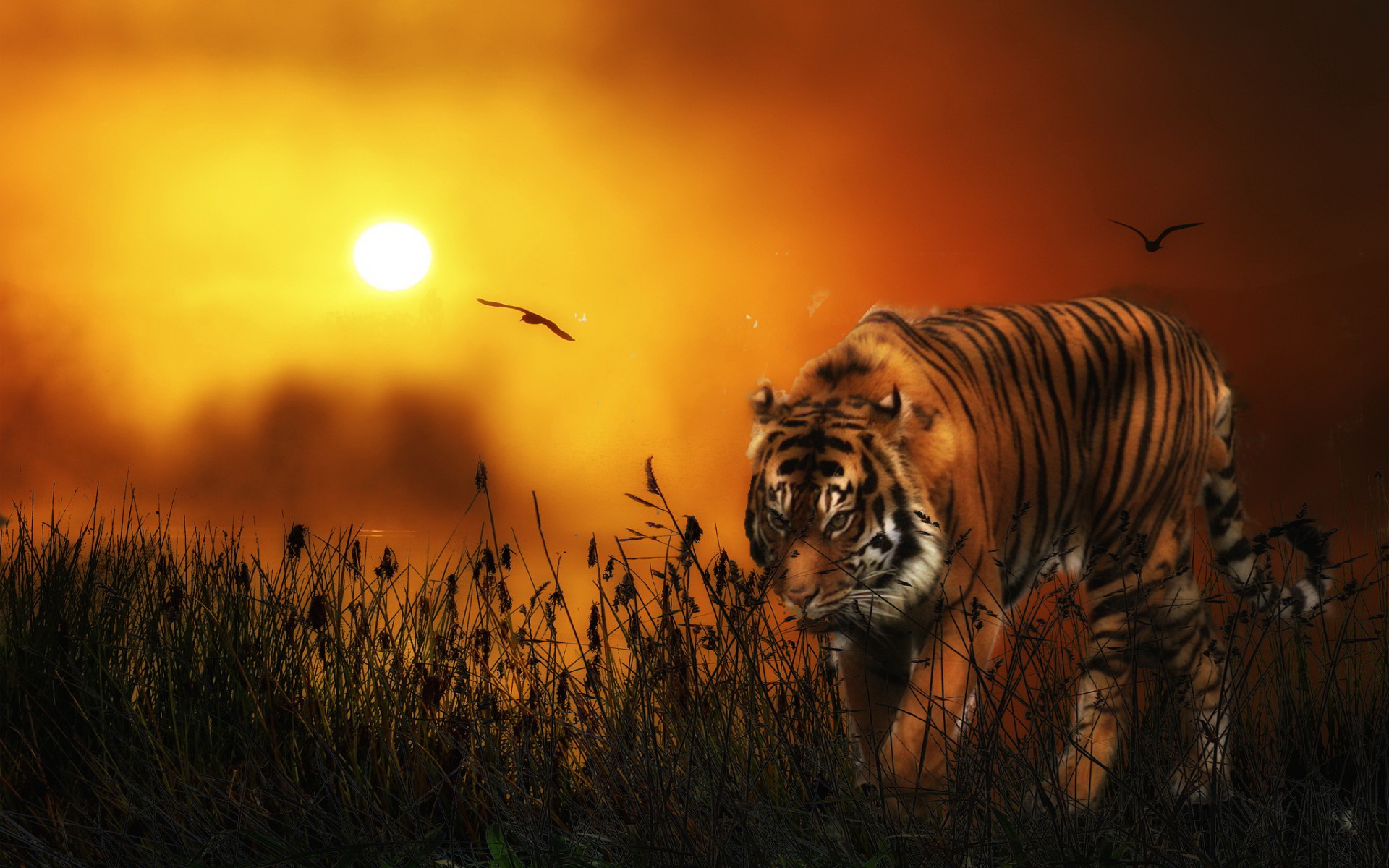 Download mobile wallpaper Cats, Tiger, Animal for free.