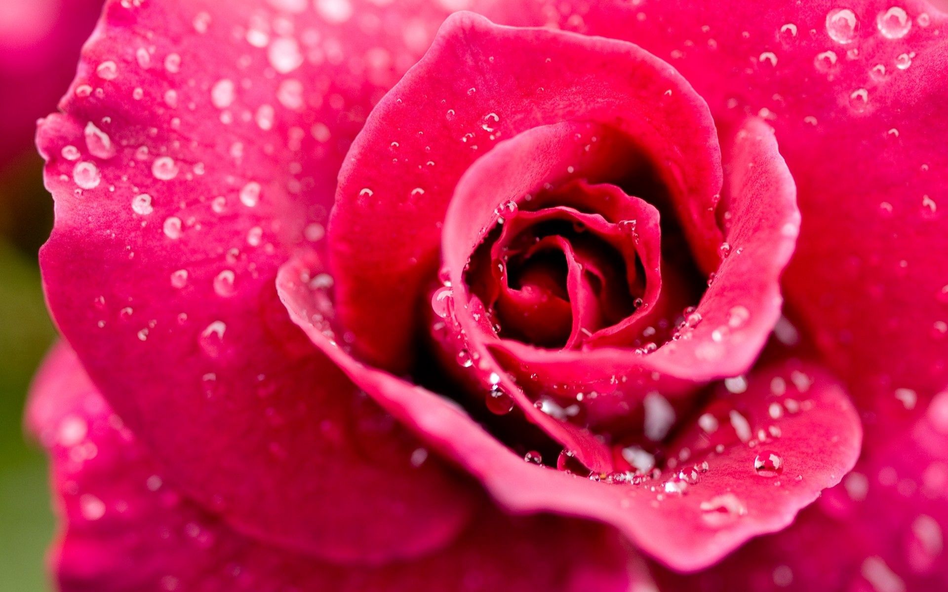 102877壁紙のダウンロード滴, ピンク, 花, 大きい, マクロ, バラの花, 薔薇, 花びら-スクリーンセーバーと写真を無料で