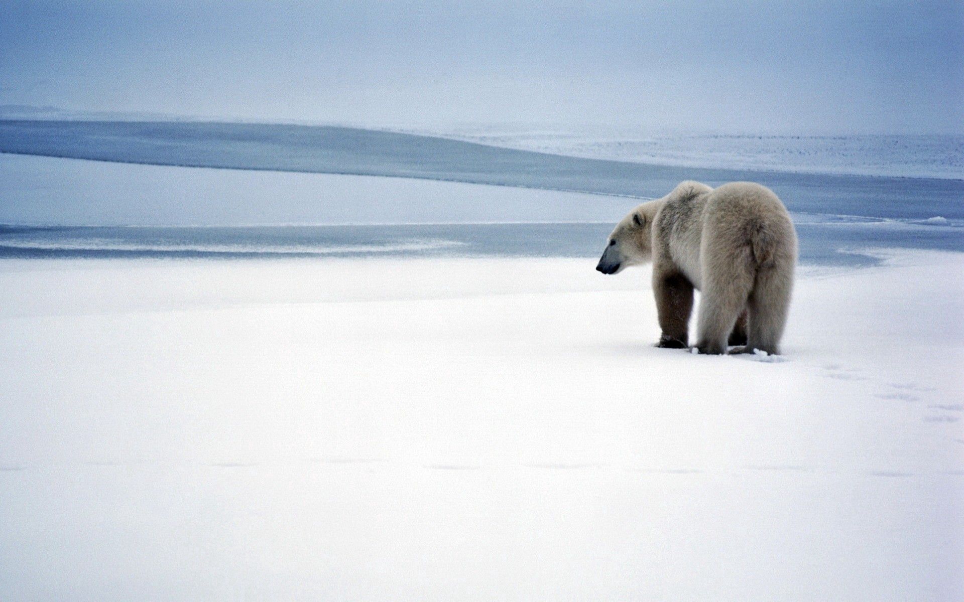 74018画像をダウンロード動物, 雪, くま, 熊, 散歩, ホッキョクグマ, 北極熊-壁紙とスクリーンセーバーを無料で