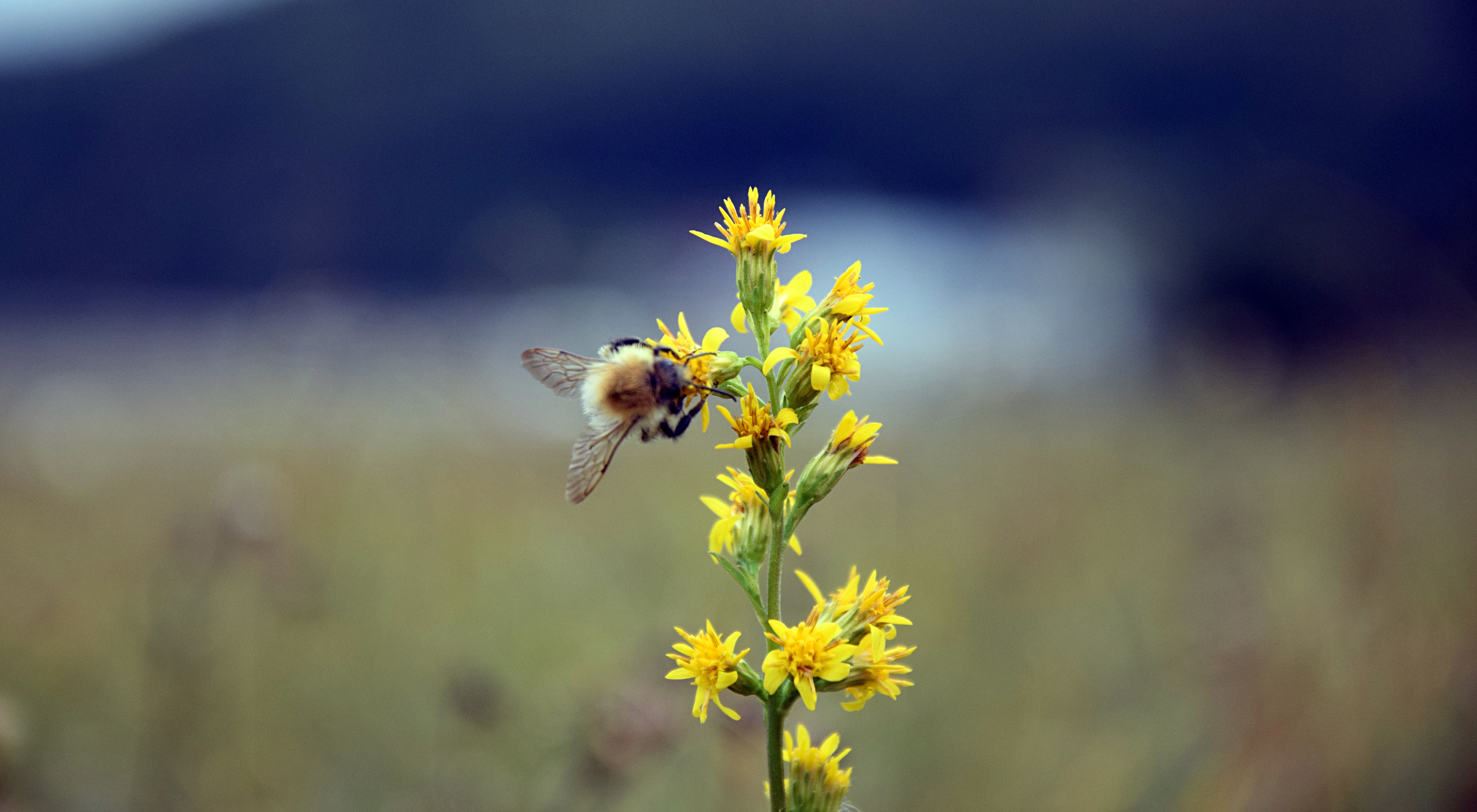 Download mobile wallpaper Macro, Bumblebee, Flower, Smooth, Insect, Blur for free.