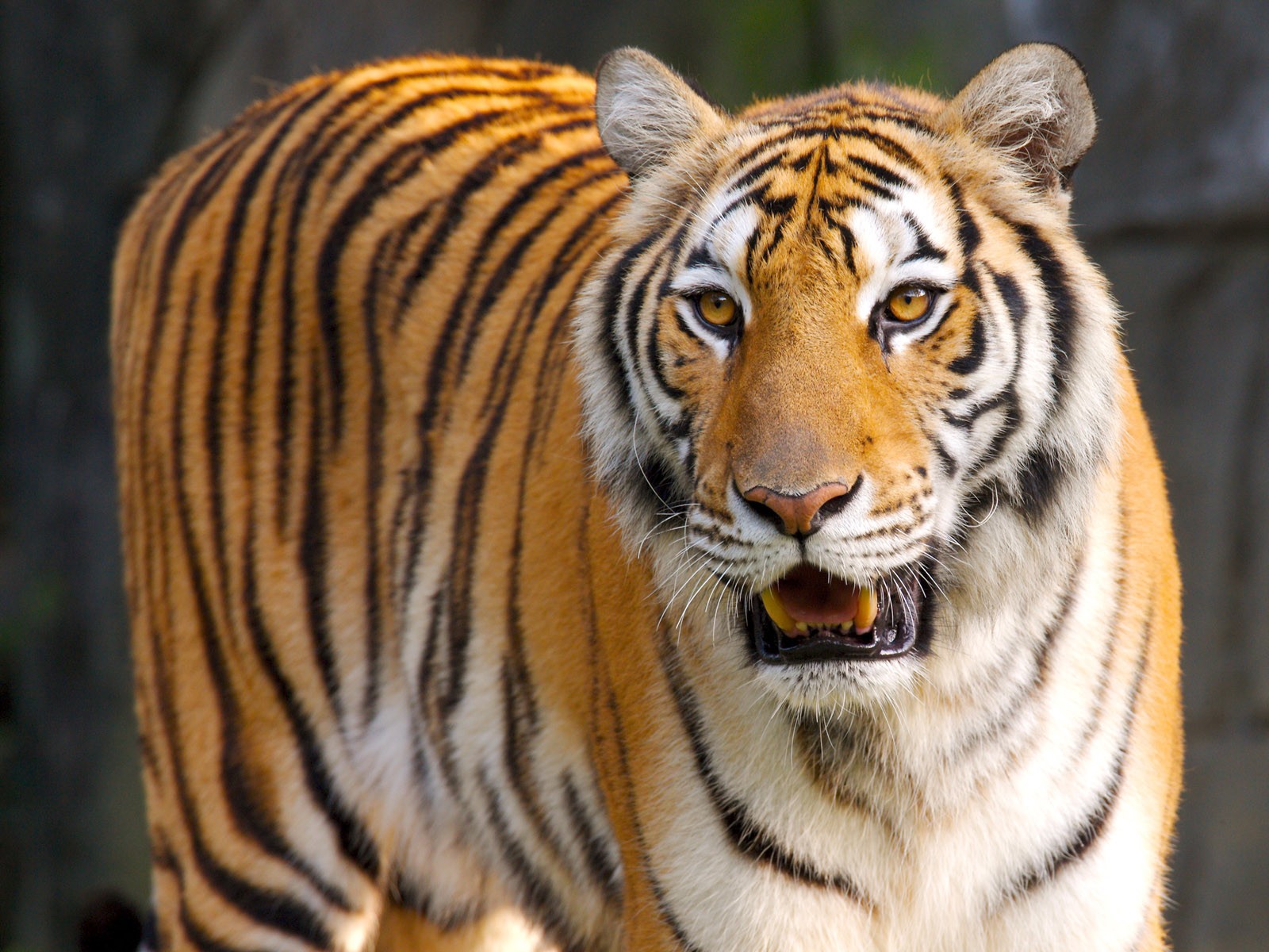 Téléchargez gratuitement l'image Animaux, Chats, Tigre sur le bureau de votre PC