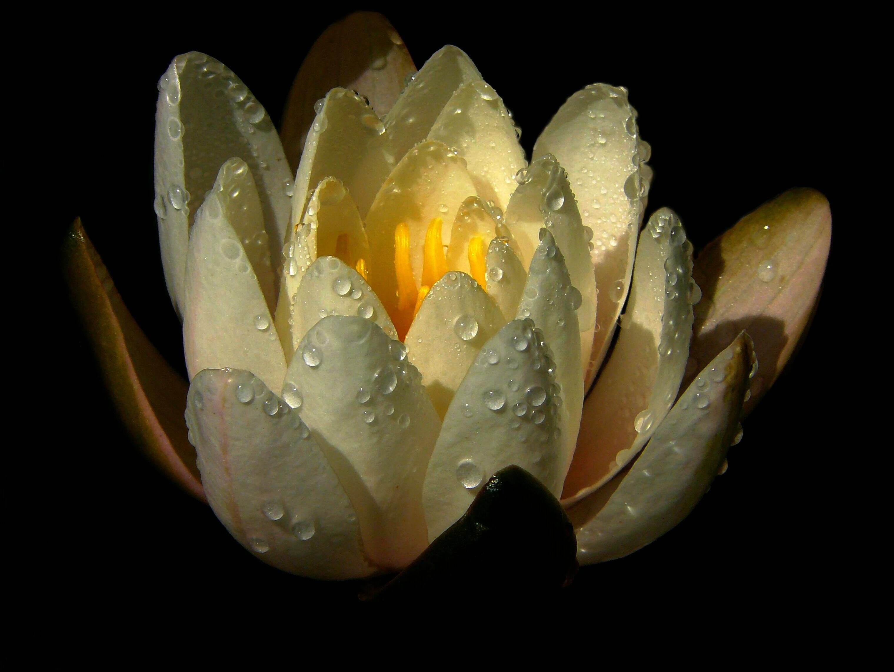 Free download wallpaper Flowers, Drops, Petals, Water Lily on your PC desktop