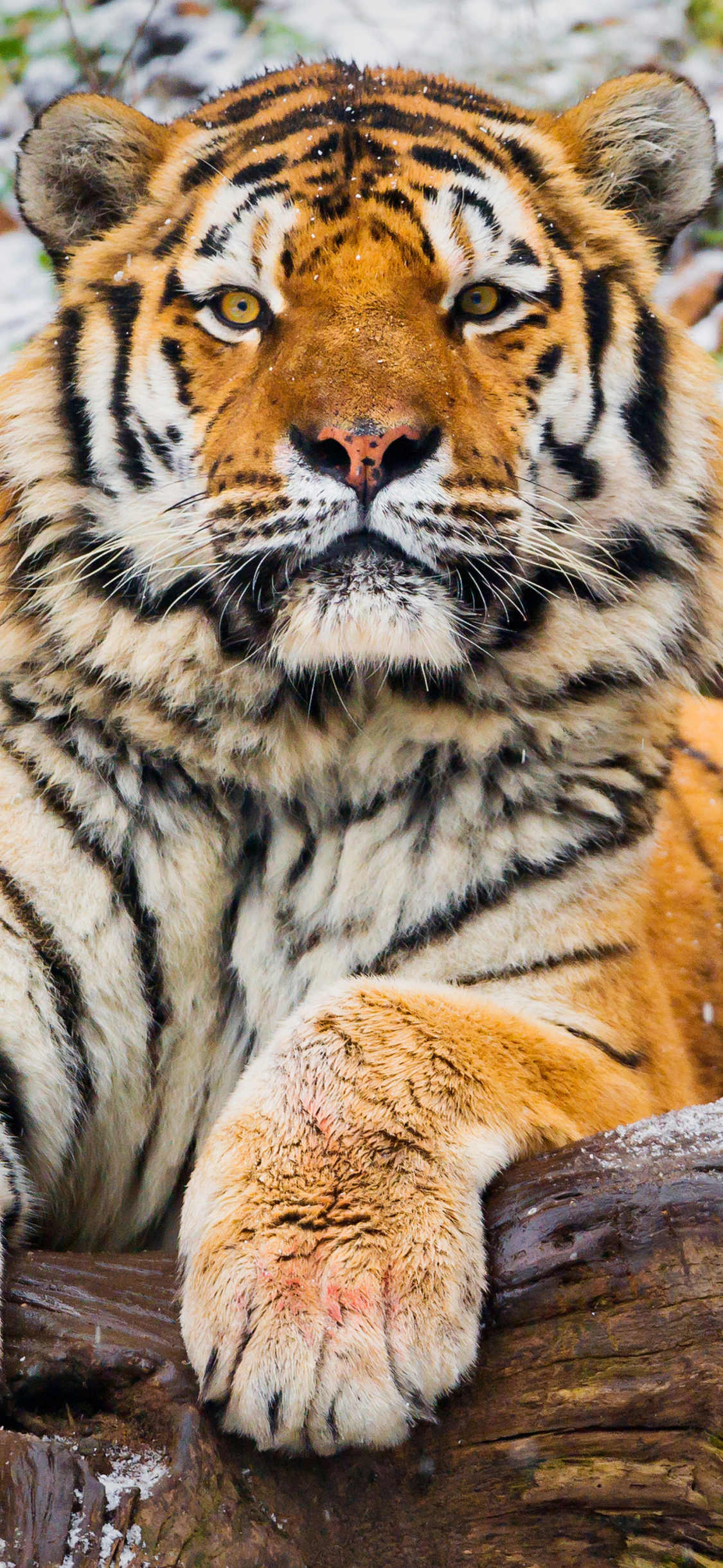 Download mobile wallpaper Cats, Tiger, Animal for free.