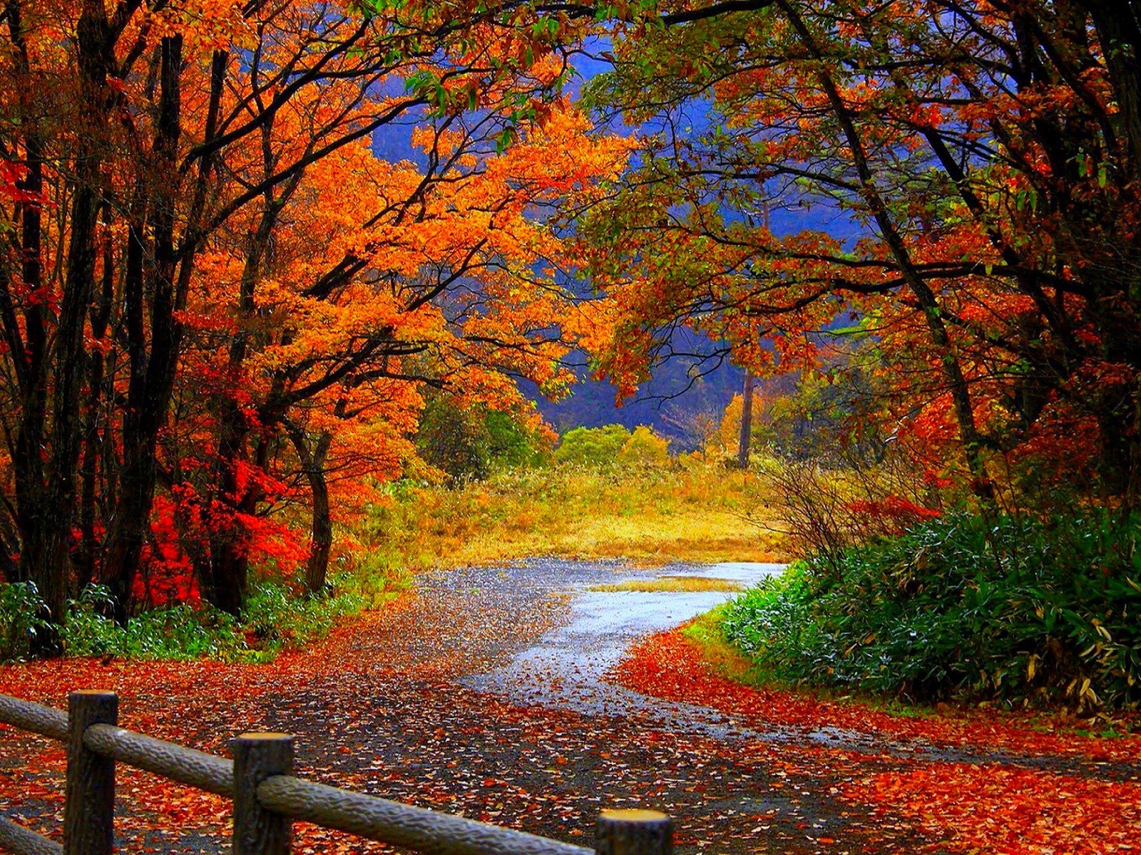 Free download wallpaper Tree, Fall, Path, Man Made on your PC desktop