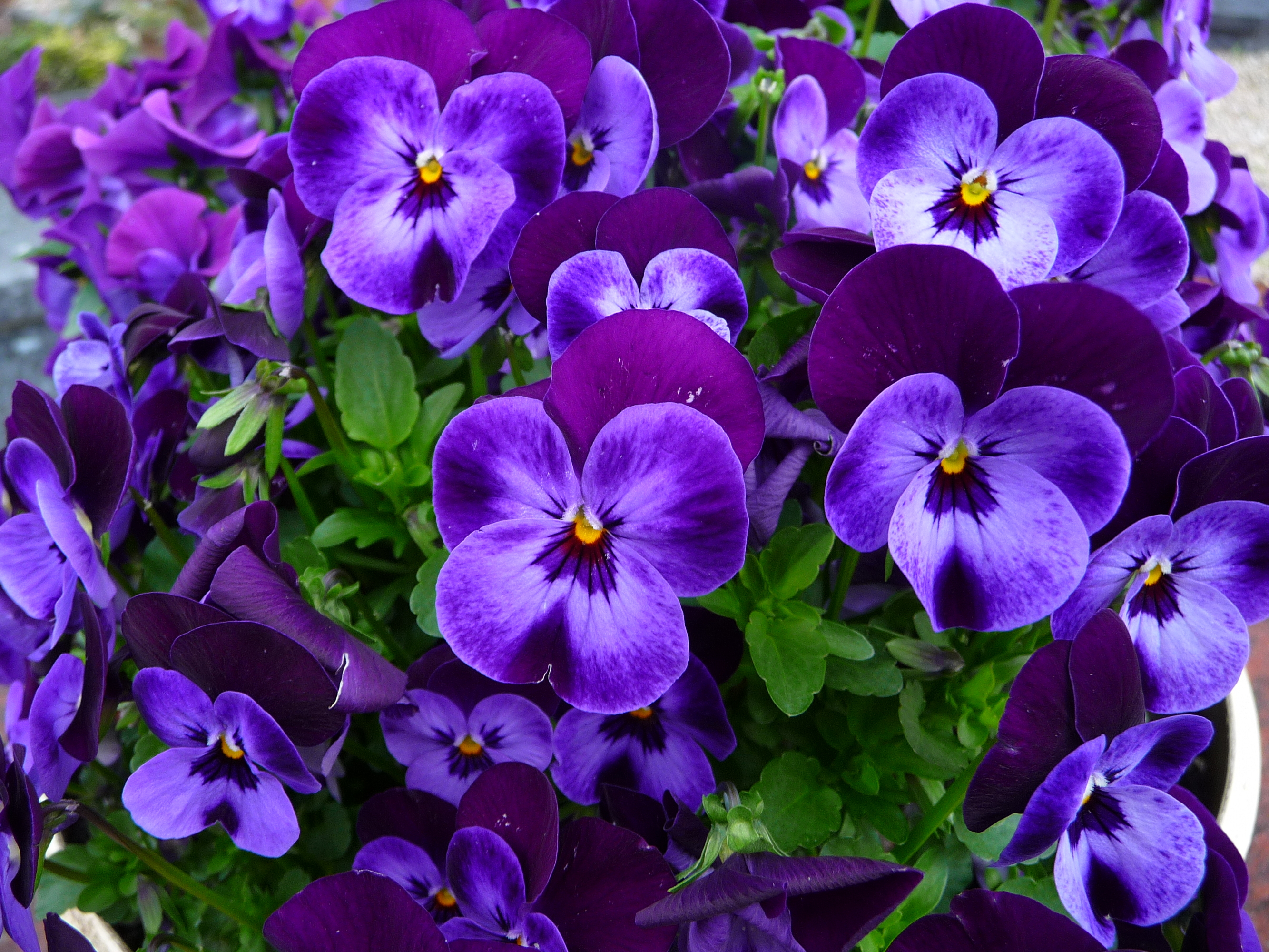 Download mobile wallpaper Flowers, Flower, Earth, Purple Flower, Pansy for free.