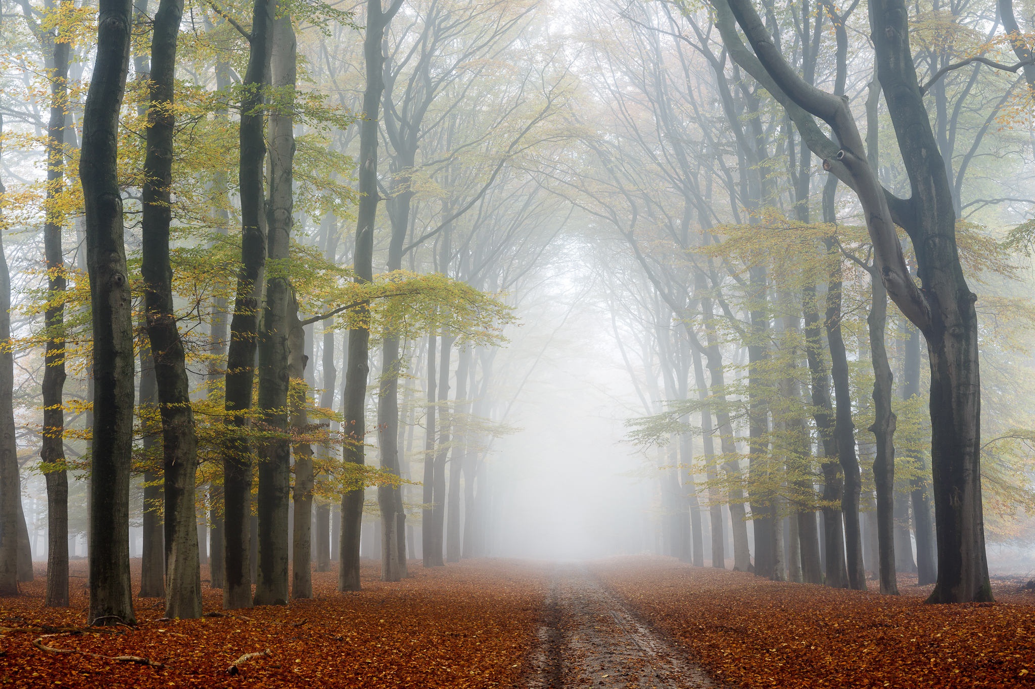 Laden Sie das Natur, Herbst, Wald, Baum, Nebel, Pfad, Erde/natur, Schotterstraße-Bild kostenlos auf Ihren PC-Desktop herunter