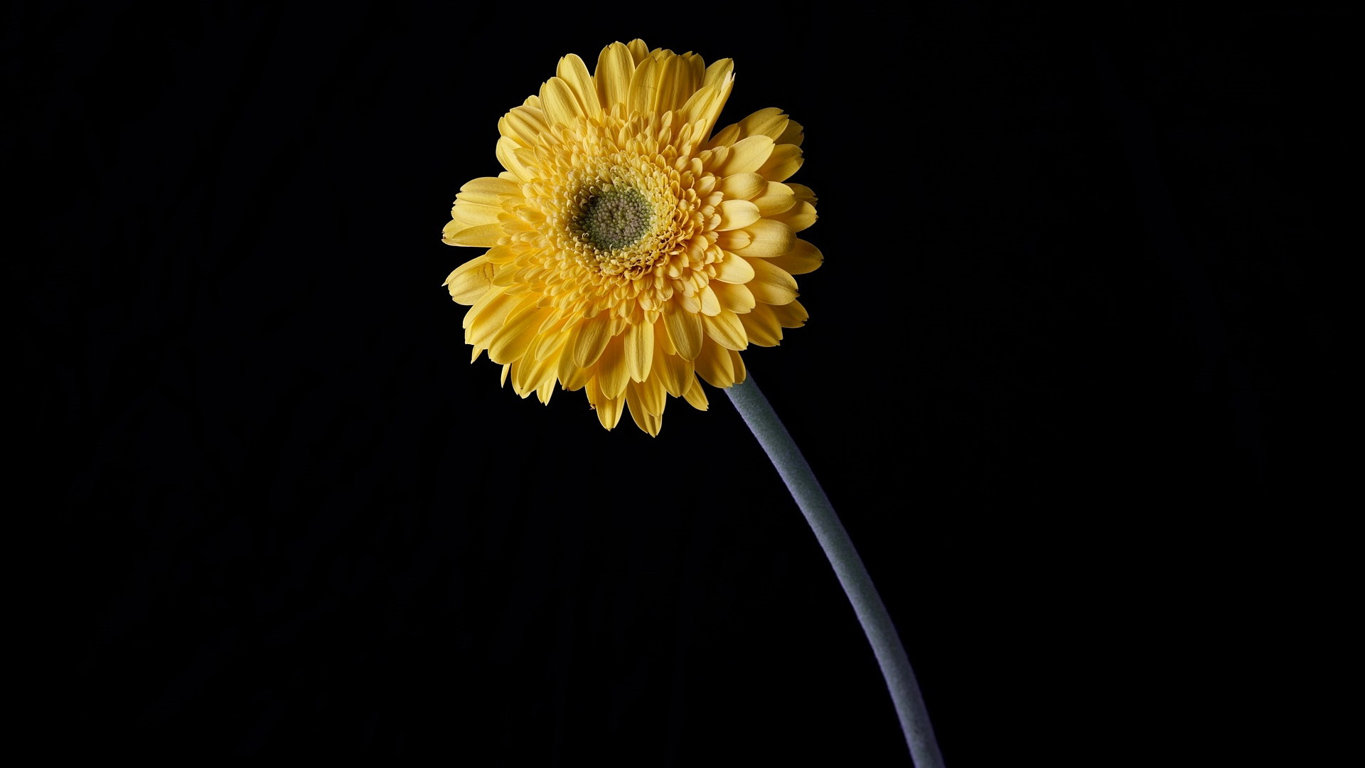 Téléchargez gratuitement l'image Fleurs, Fleur, Gerbera, Terre/nature sur le bureau de votre PC