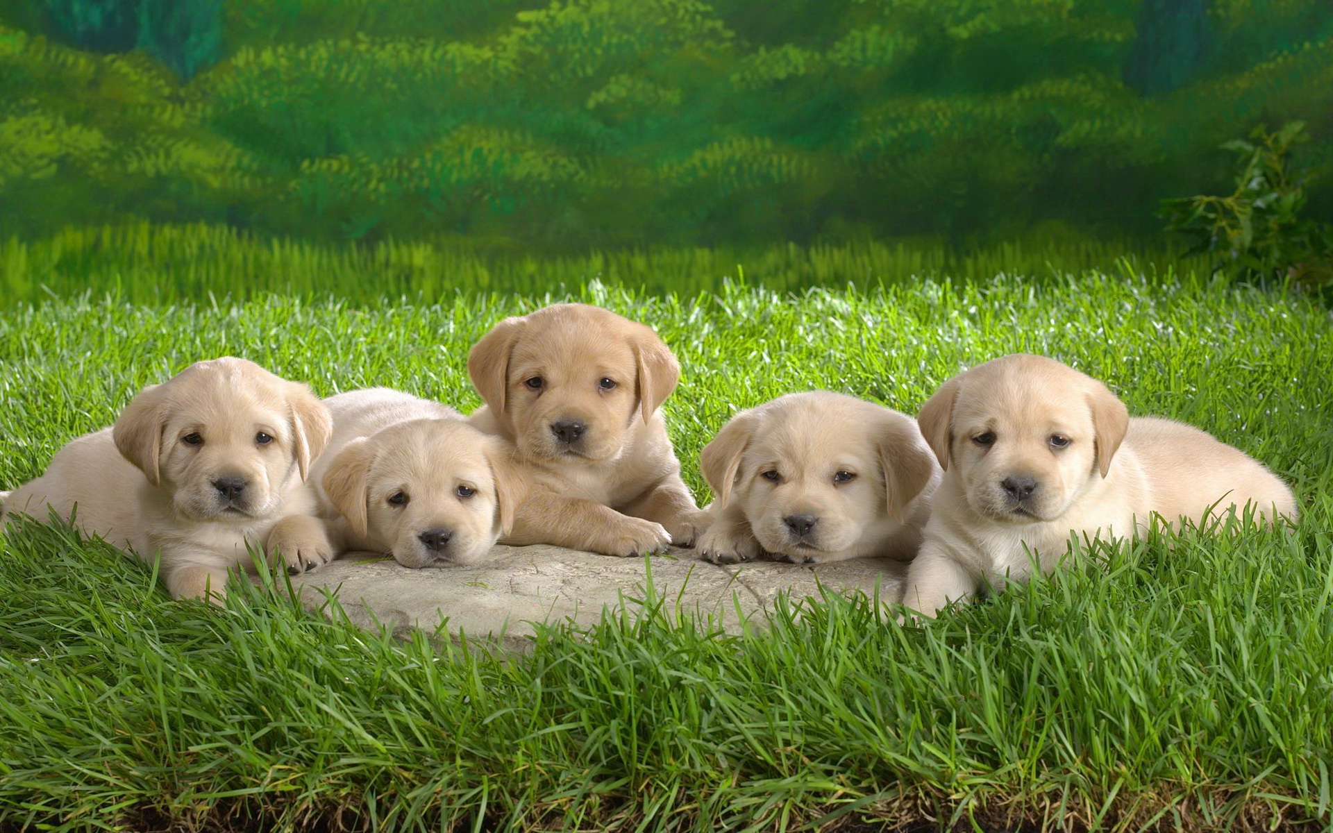 Handy-Wallpaper Tiere, Hund, Labrador Retriever kostenlos herunterladen.