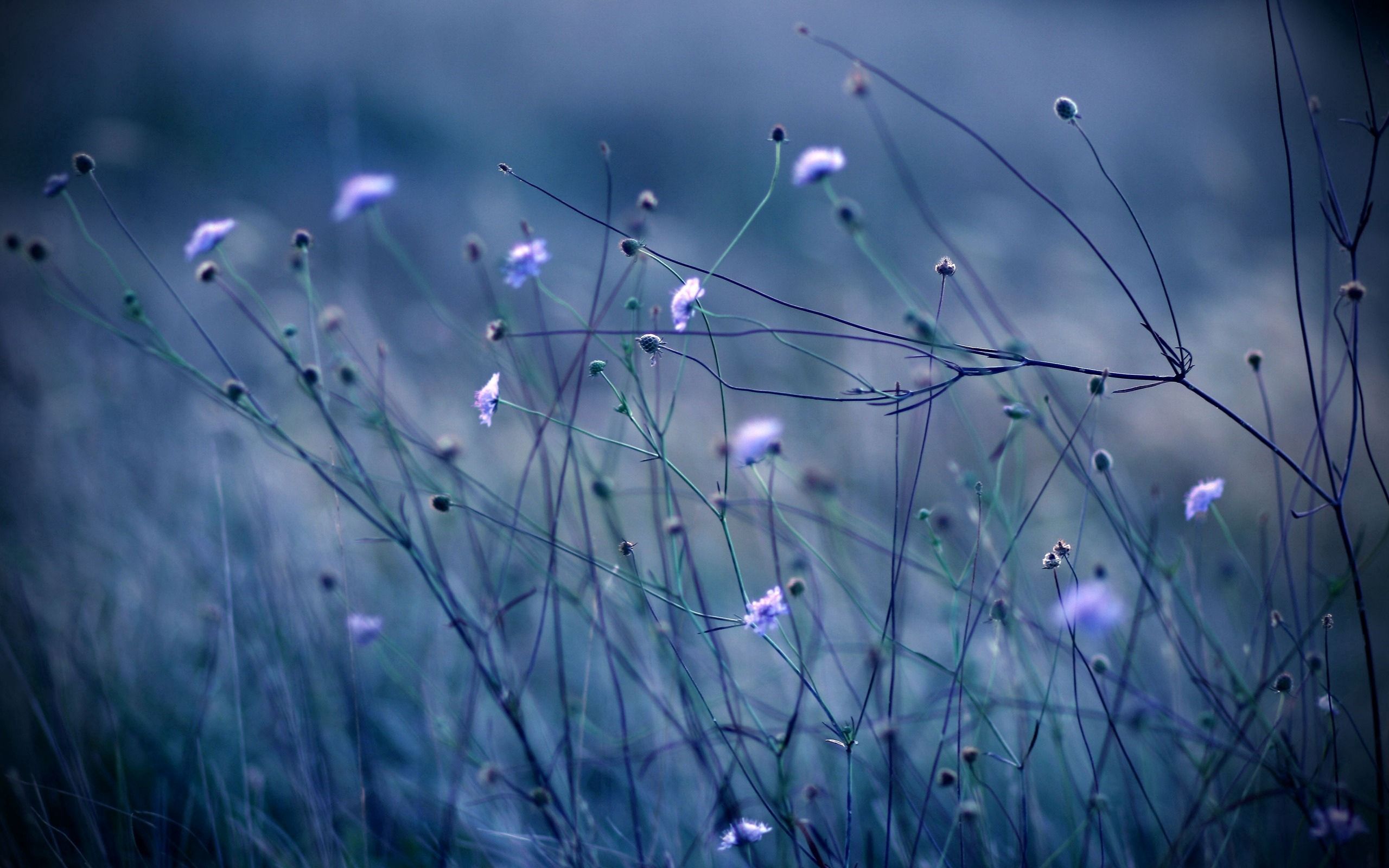 Laden Sie das Grass, Pflanze, Makro, Blumen, Dunkel-Bild kostenlos auf Ihren PC-Desktop herunter