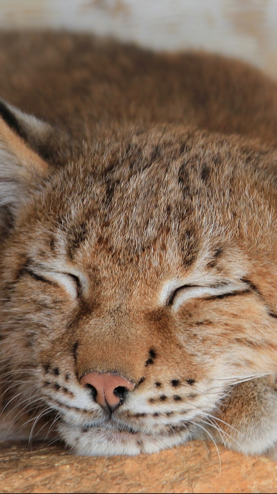 Handy-Wallpaper Tiere, Katzen, Luchs kostenlos herunterladen.