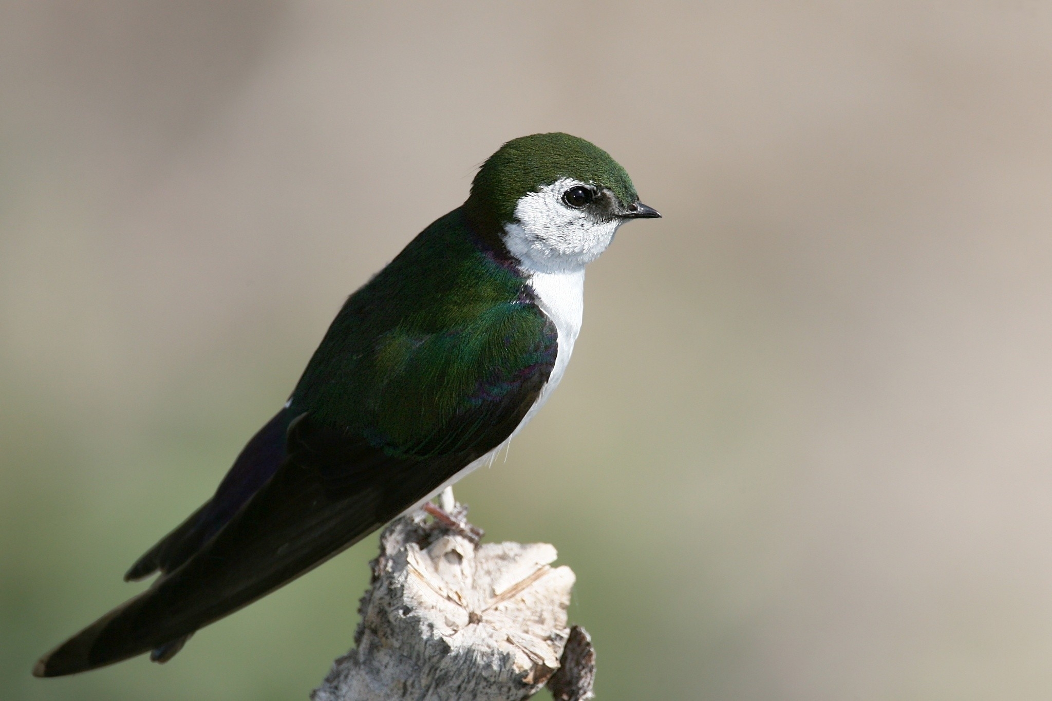 color, animals, bird, swallow, north american swallow, tachycineta thalassina Image for desktop