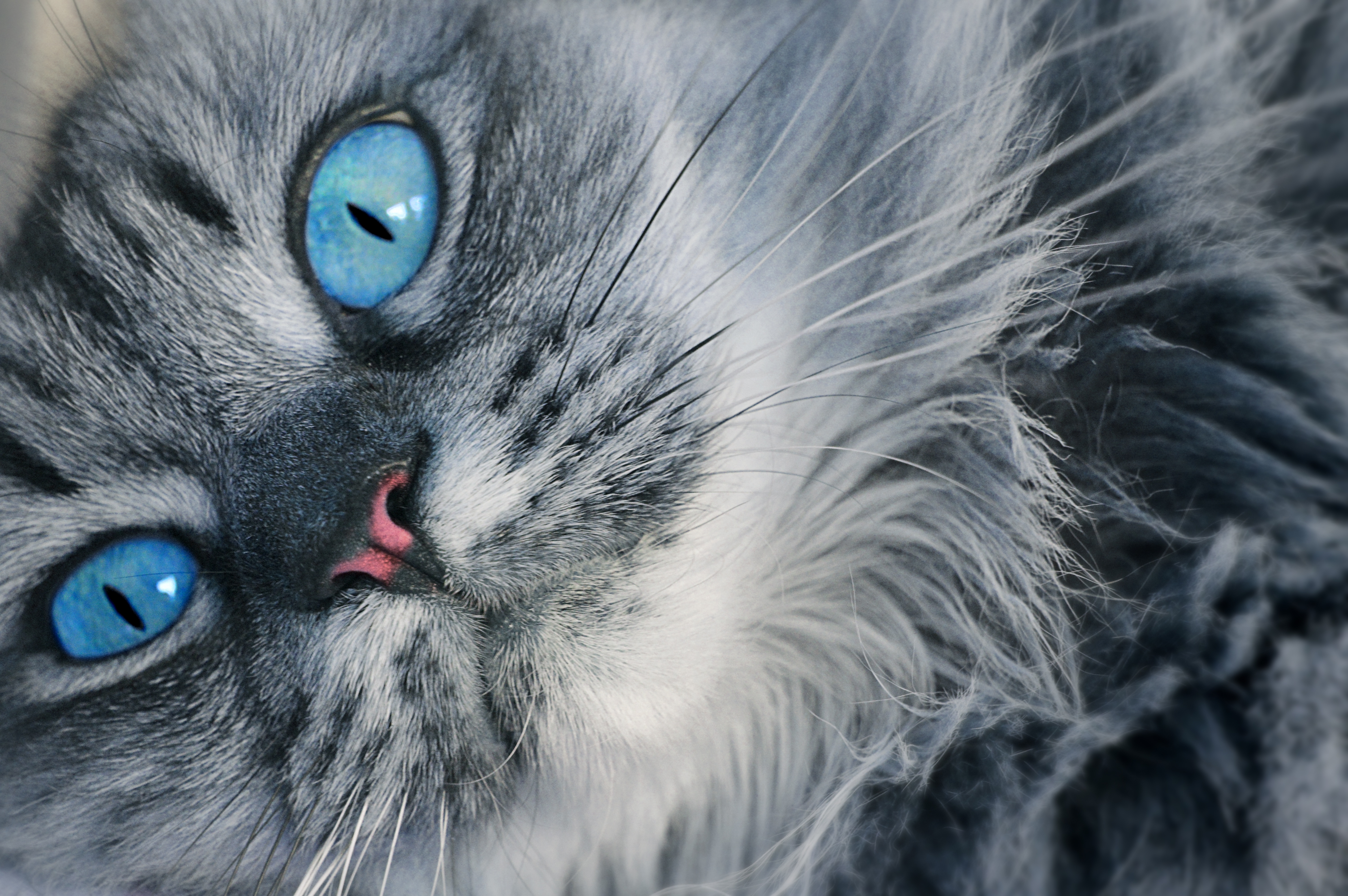 121731壁紙のダウンロード動物, ネコ, 猫, ふわふわ, ふかふかした, 銃口, 青い目をした, 青い目-スクリーンセーバーと写真を無料で