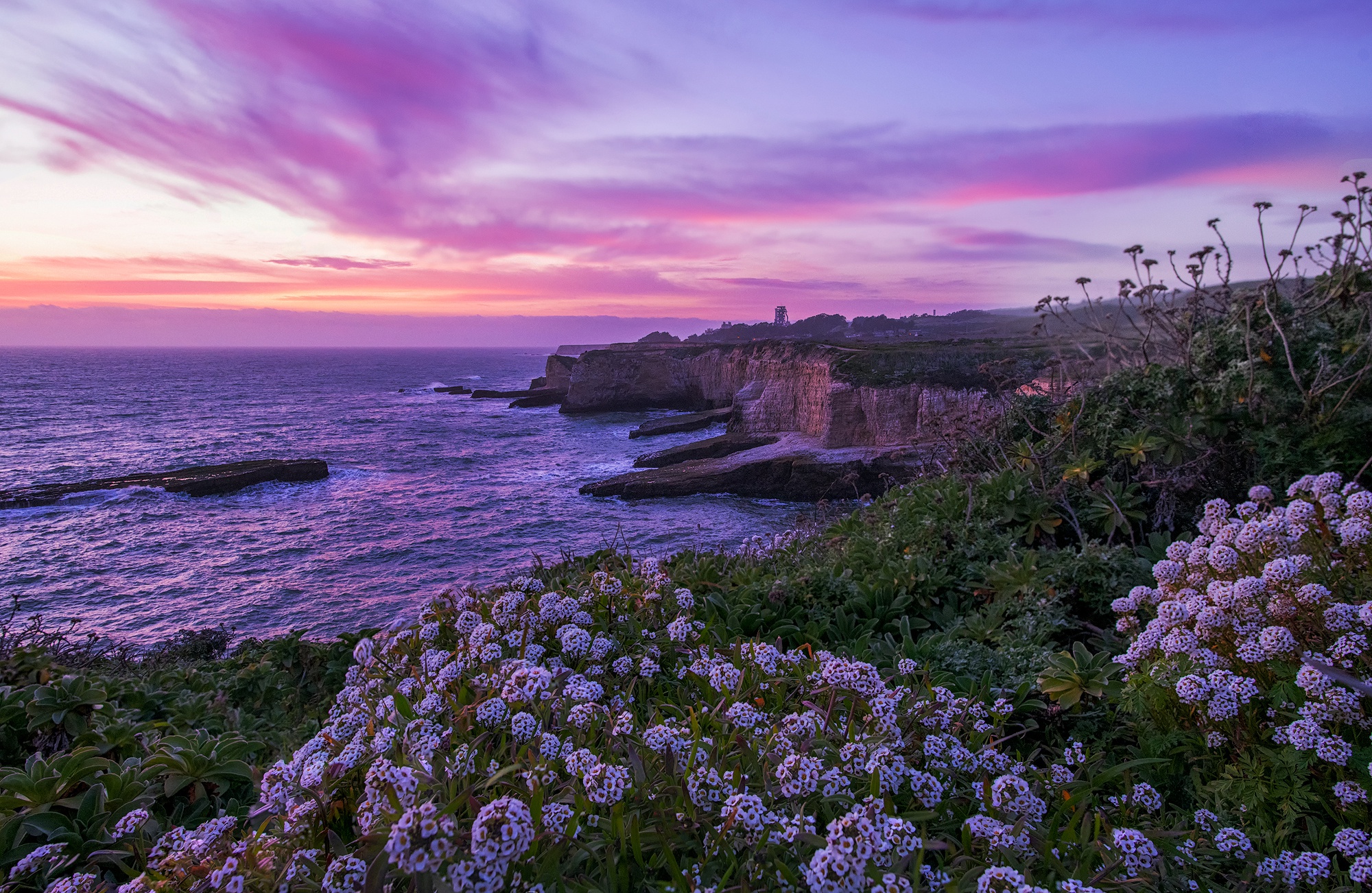 Скачать картинку Закат, Цветок, Океан, Калифорния, Береговая Линия, Земля/природа в телефон бесплатно.