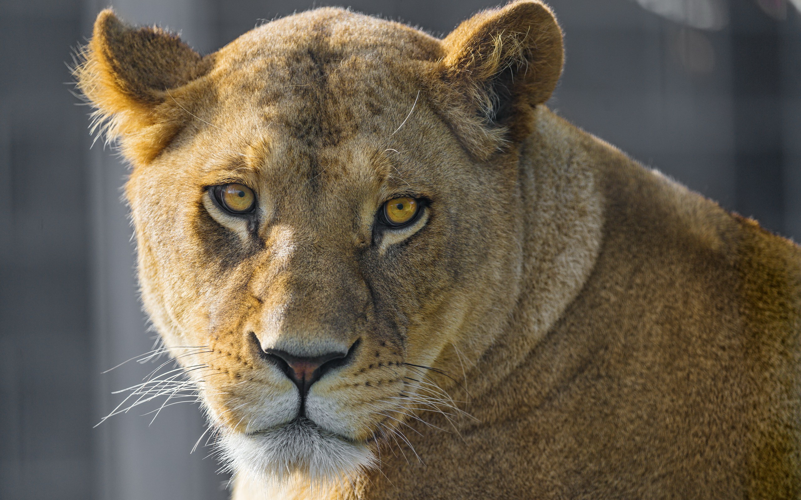 Laden Sie das Tiere, Katzen, Löwe-Bild kostenlos auf Ihren PC-Desktop herunter