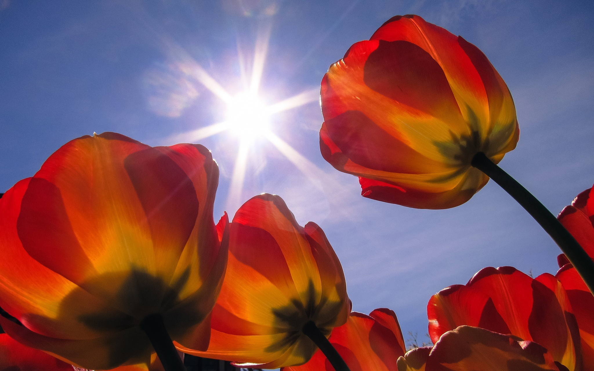 Free download wallpaper Tulip, Flowers, Flower, Earth on your PC desktop