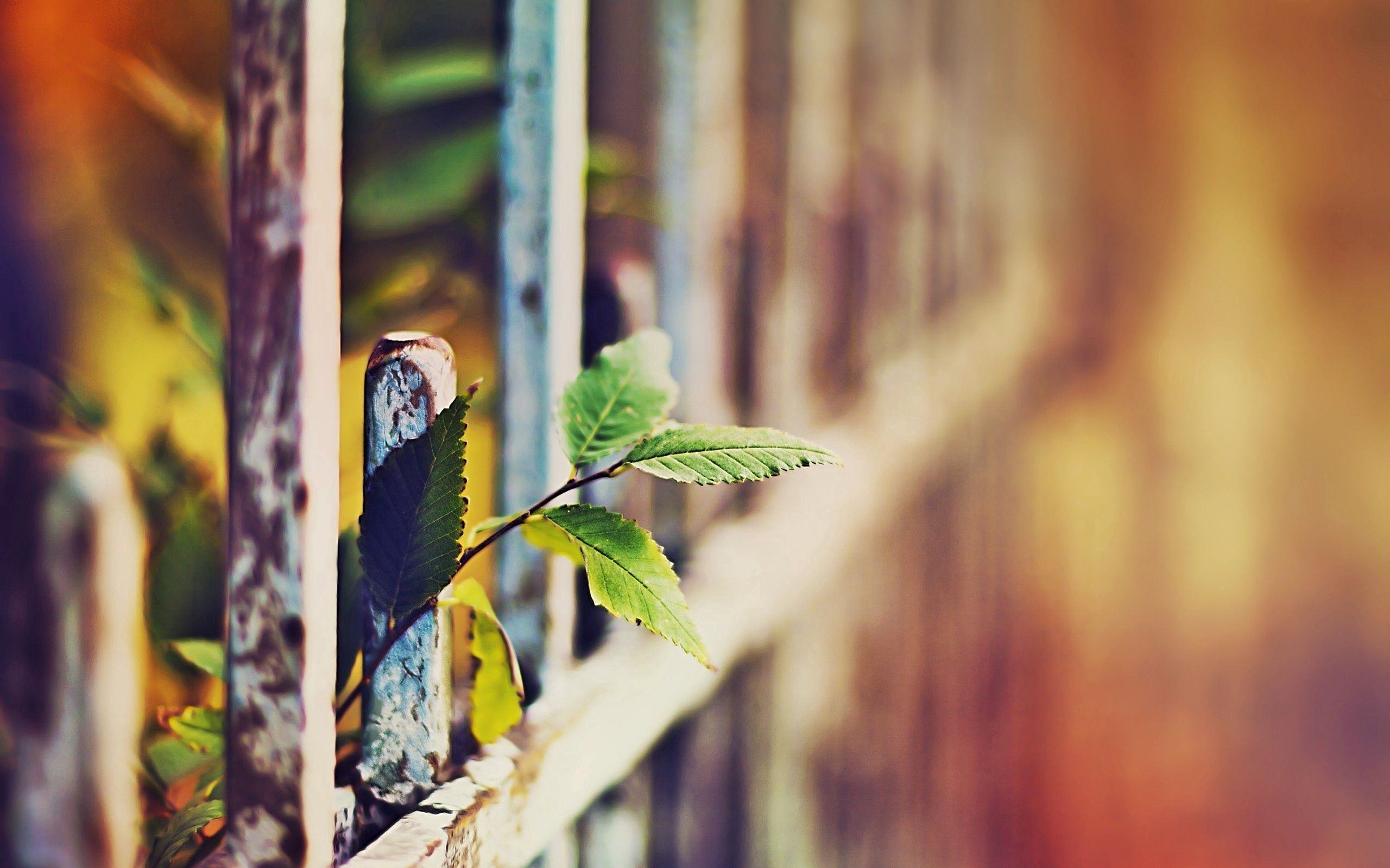 Free download wallpaper Fence, Grass, Glare, Leaves, Macro on your PC desktop
