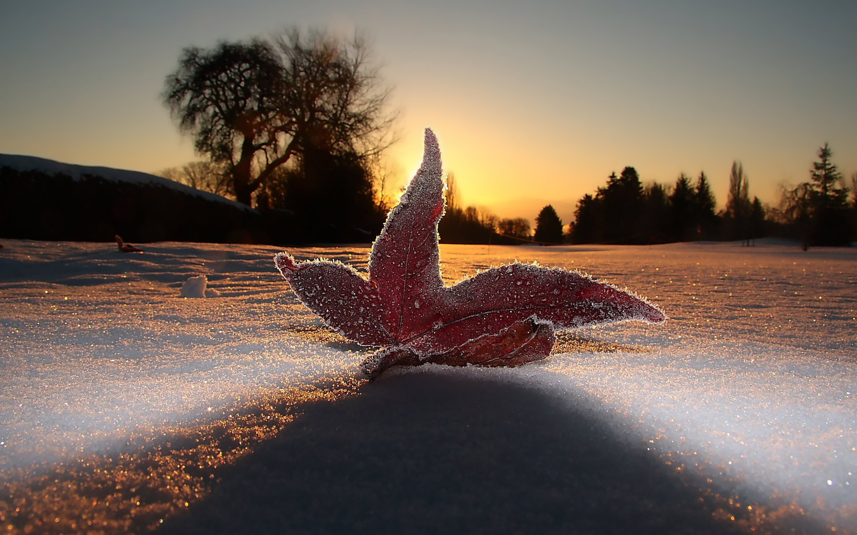 539050 Hintergrundbild herunterladen frost, erde/natur, winter, schnee, sonnenaufgang - Bildschirmschoner und Bilder kostenlos