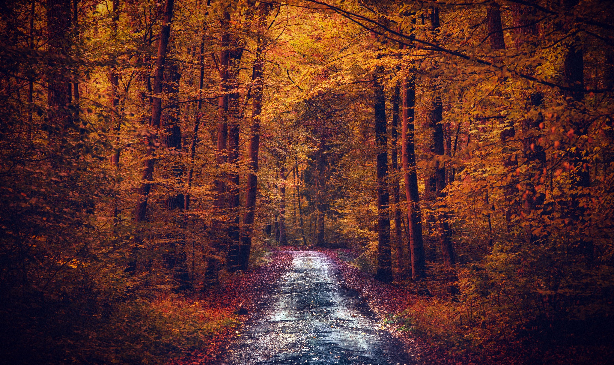 PCデスクトップに自然, 木, 秋, 森, 地球, 未舗装の道路画像を無料でダウンロード